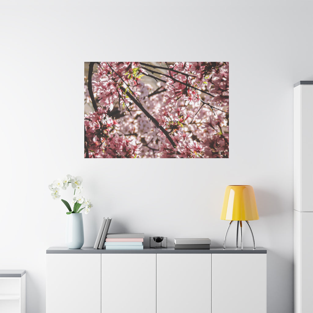 Blossom Cherry Tree Canvas Print – Matte Stretched Wall Art