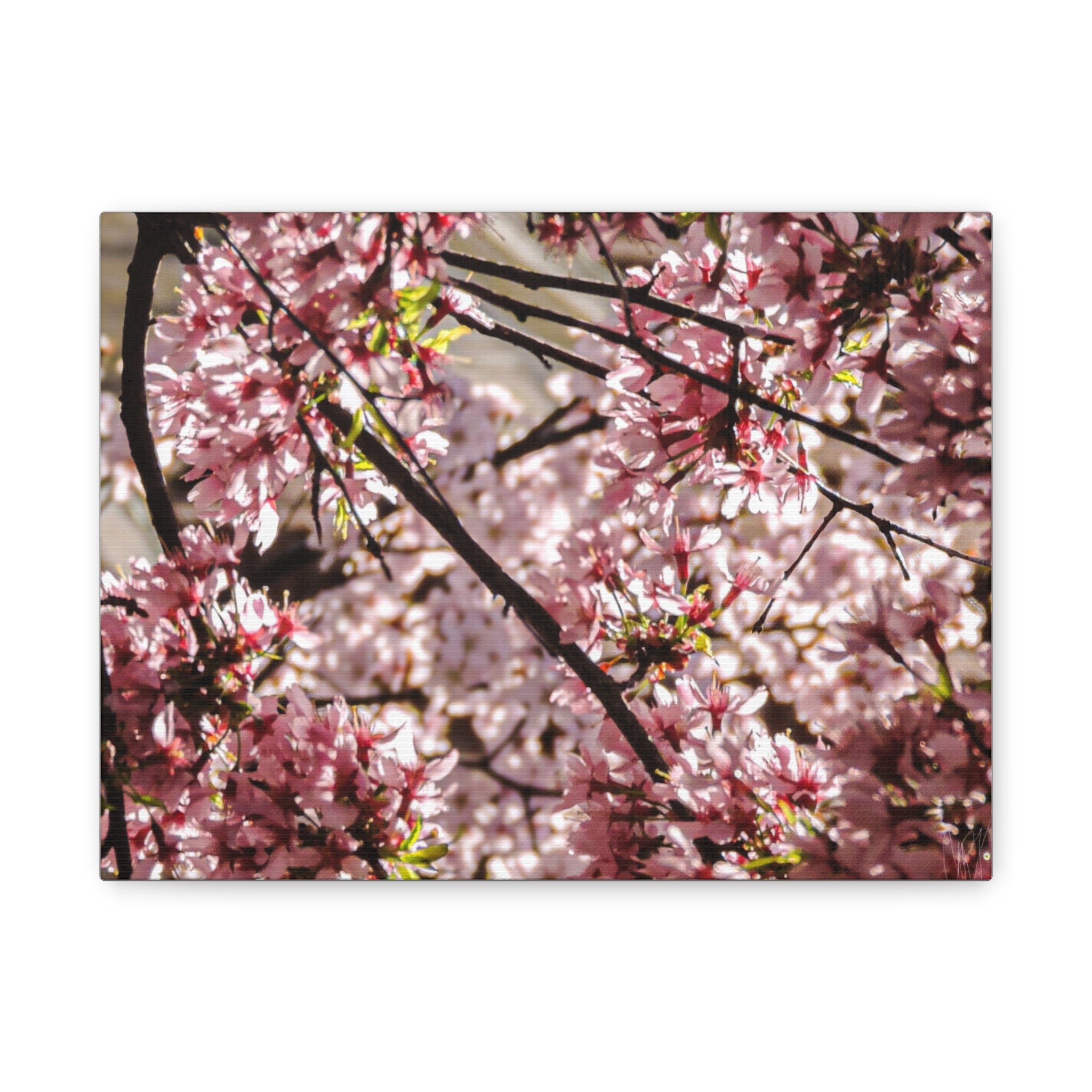 Blossom Cherry Tree Canvas Print – Matte Stretched Wall Art