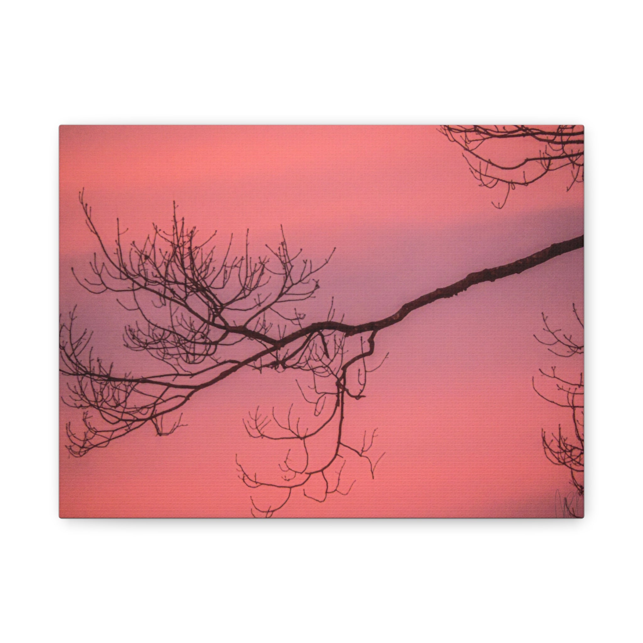 Pink Sunset Tree Canvas Print — Matte Stretched Wall Art