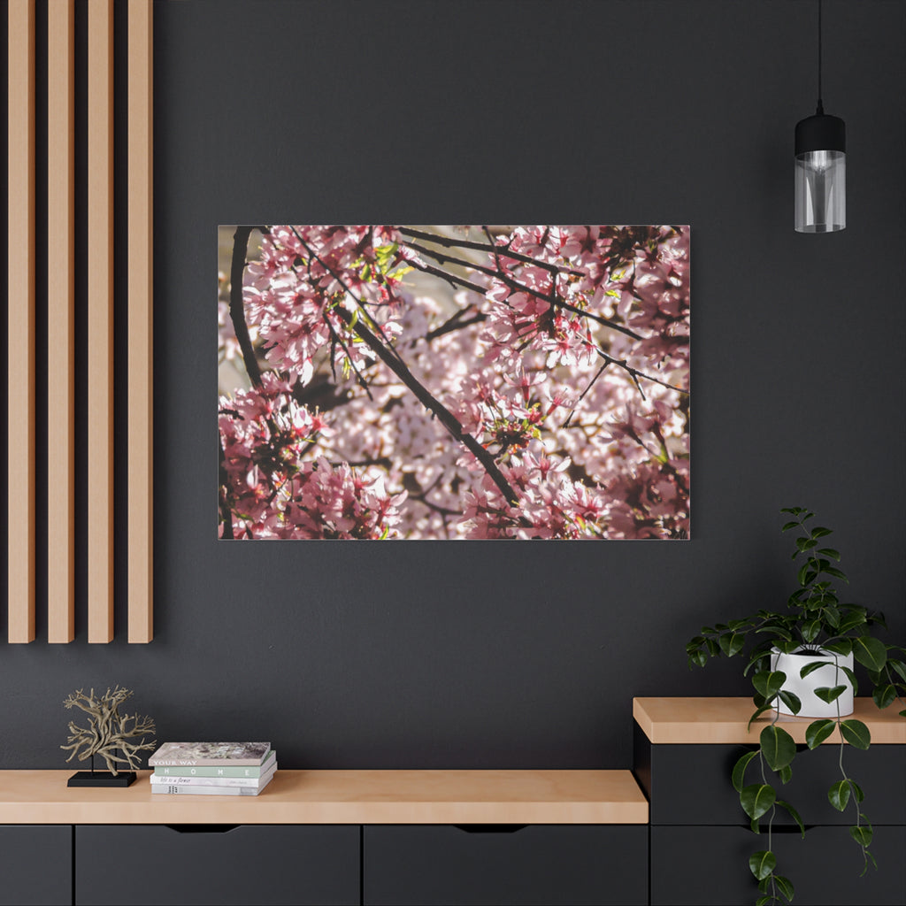 Blossom Cherry Tree Canvas Print – Matte Stretched Wall Art
