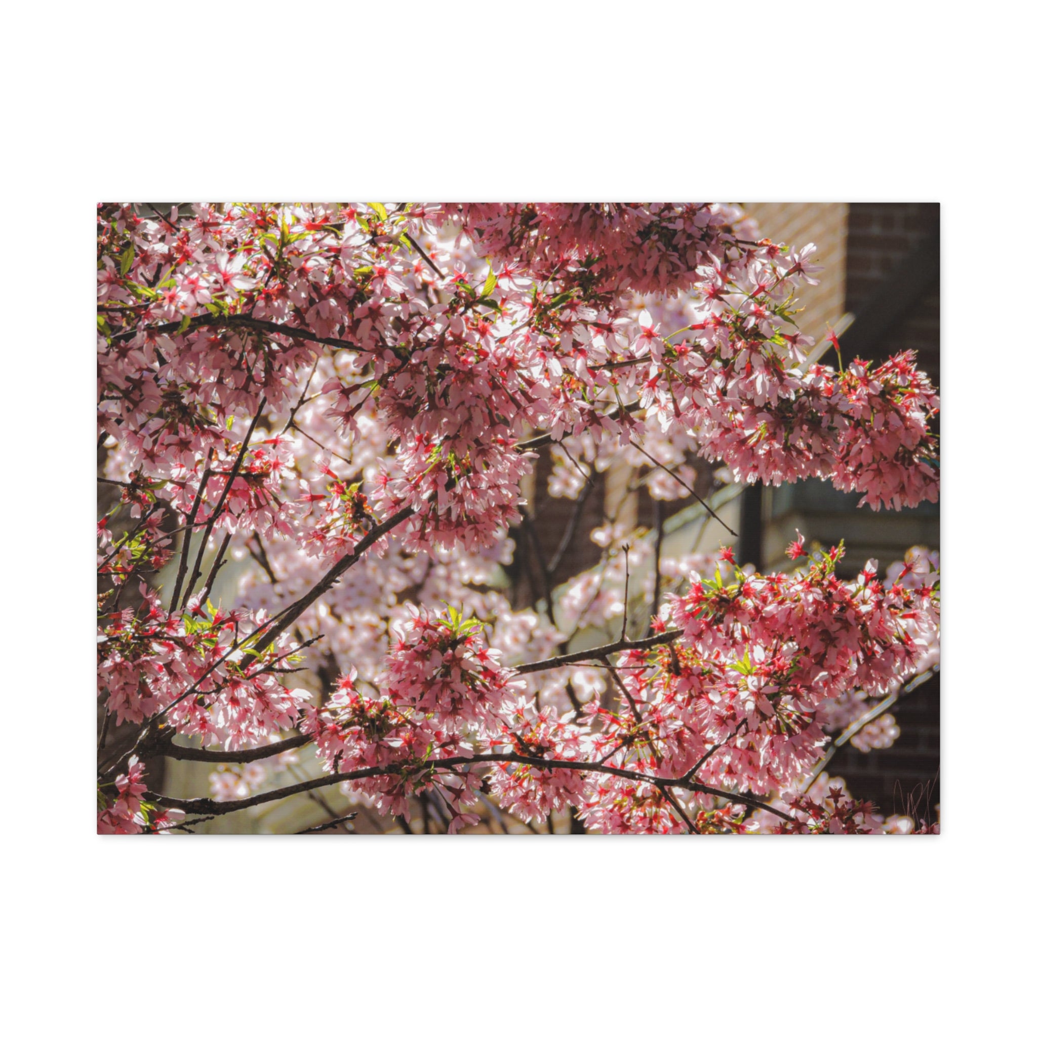 Pink Cherry Blossom Canvas Wall Art — Stretched Matte Floral Print