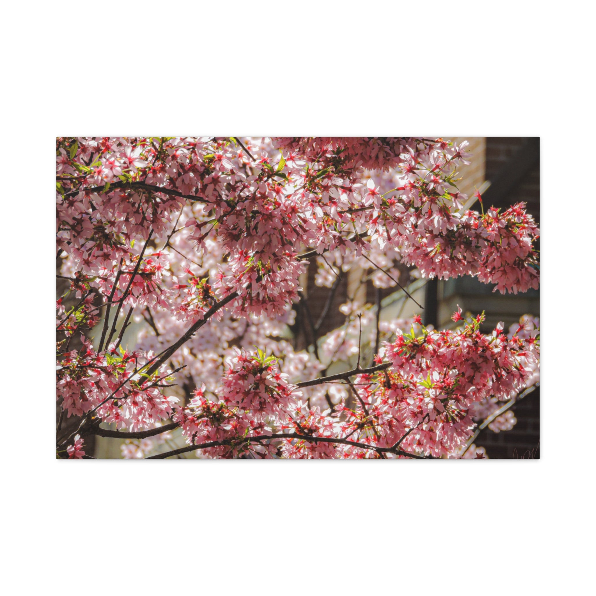 Pink Cherry Blossom Canvas Wall Art — Stretched Matte Floral Print
