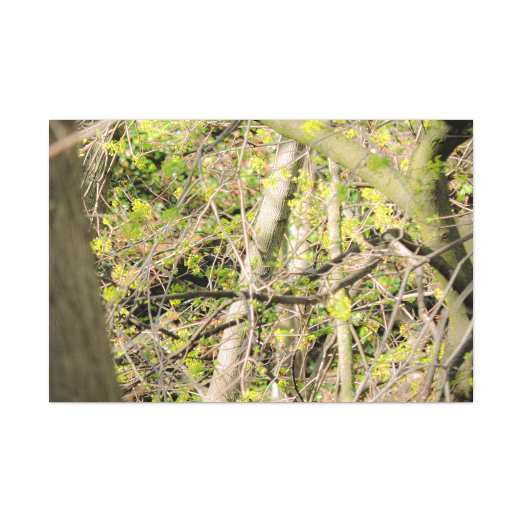 Spring Woodland Canvas Print — Green Tree Branches Matte Stretched Wall Art