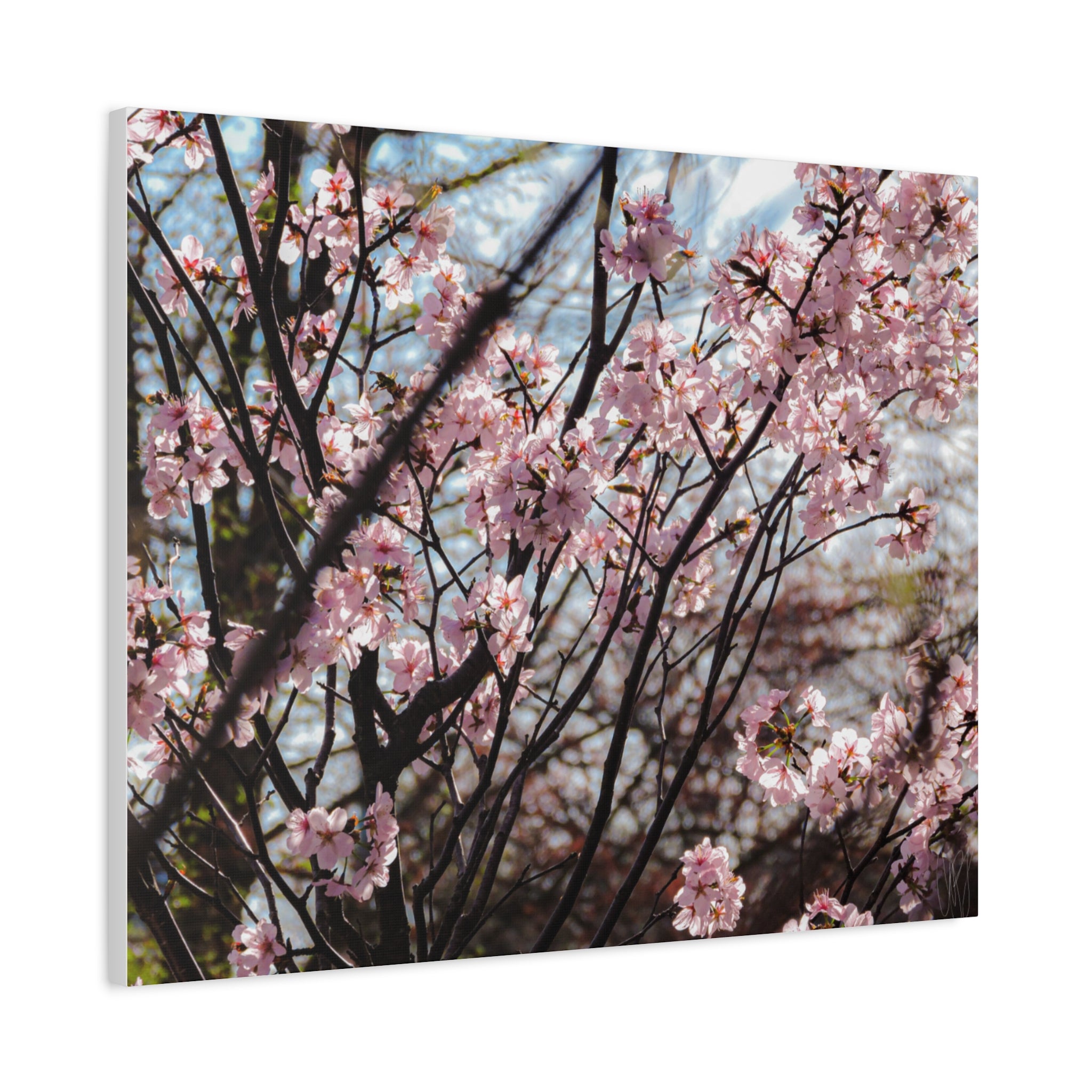 Cherry Blossom Canvas Print — Matte Stretched Wall Art