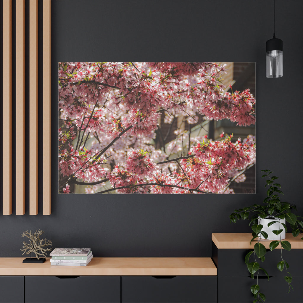 Pink Cherry Blossom Canvas Wall Art — Stretched Matte Floral Print