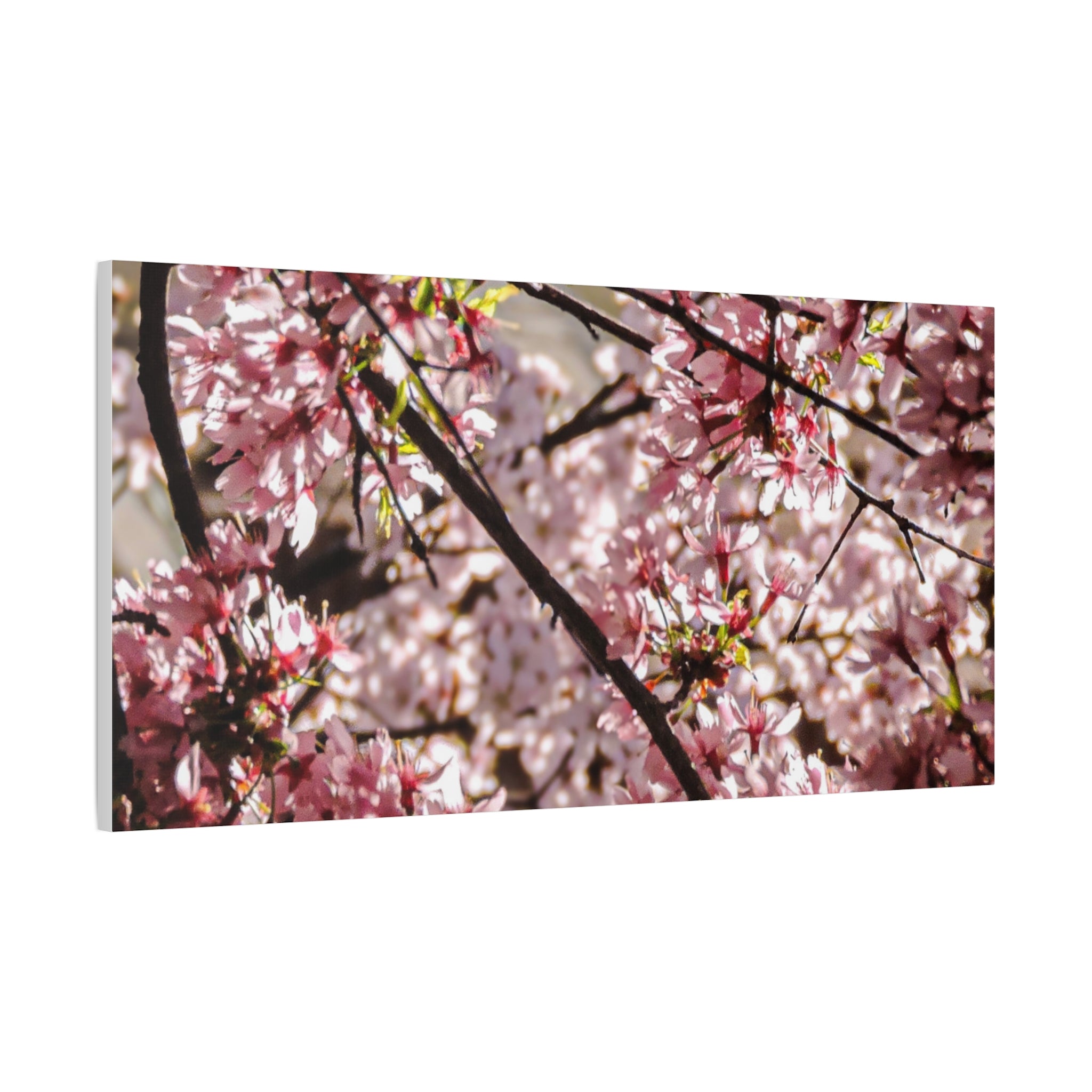 Blossom Cherry Tree Canvas Print – Matte Stretched Wall Art