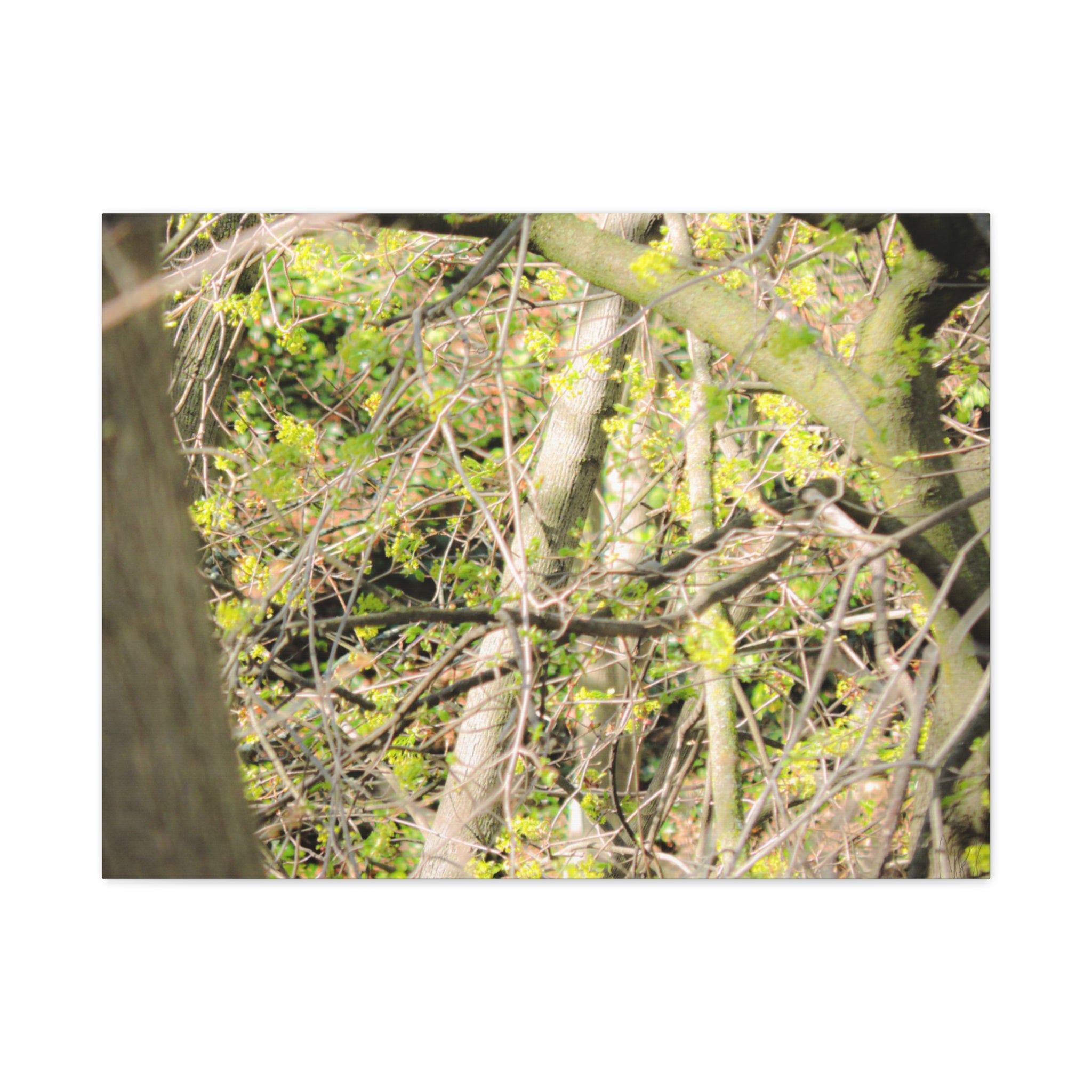 Spring Woodland Canvas Print — Green Tree Branches Matte Stretched Wall Art