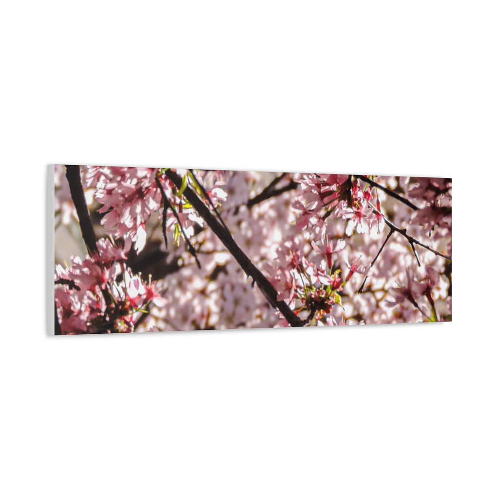 Blossom Cherry Tree Canvas Print – Matte Stretched Wall Art