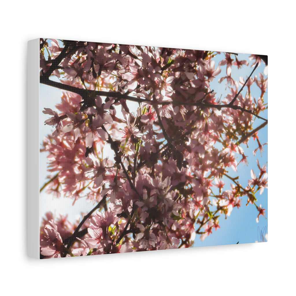 Blossoming Cherry Branches Matte Canvas Print — Spring Floral Wall Art, Stretched 1.25"