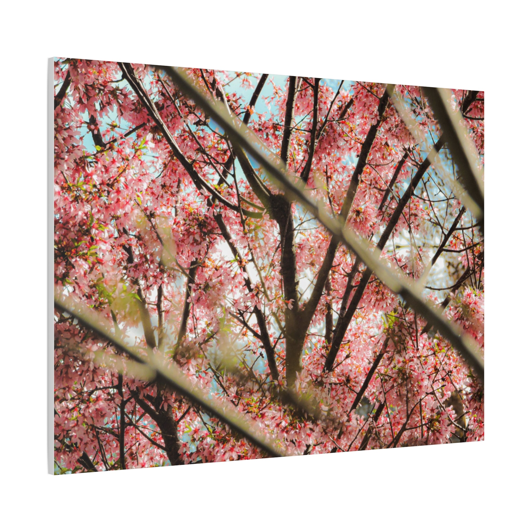 Cherry Blossom Photo Canvas Print | Brookline Spring Wall Art | A‑G Originals