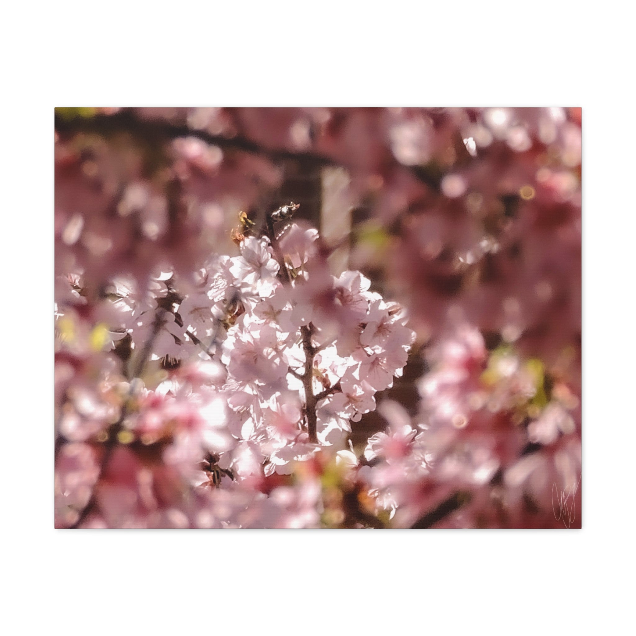 Blush Cherry Blossom Matte Canvas Print — Spring Floral Wall Art (Stretched 1.25")