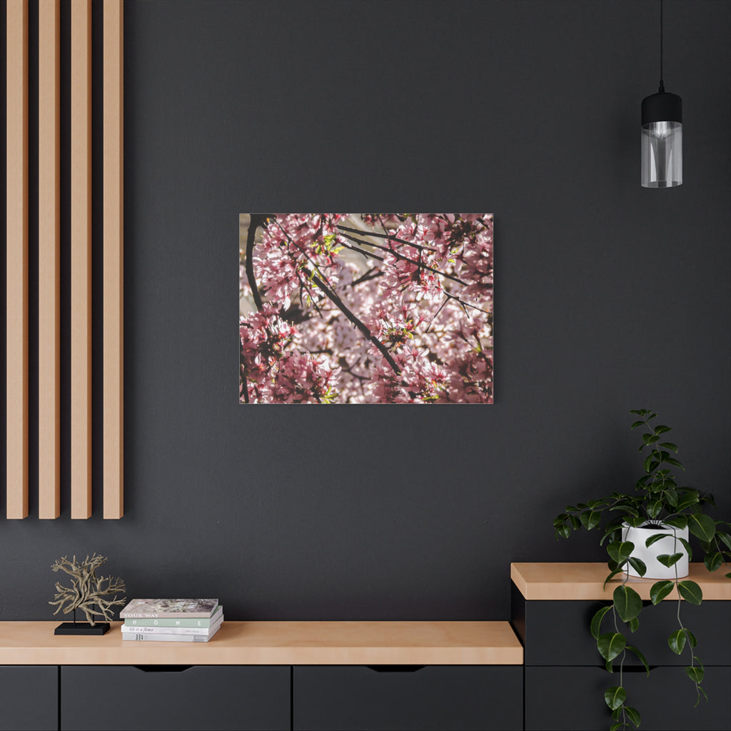 Blossom Cherry Tree Canvas Print – Matte Stretched Wall Art