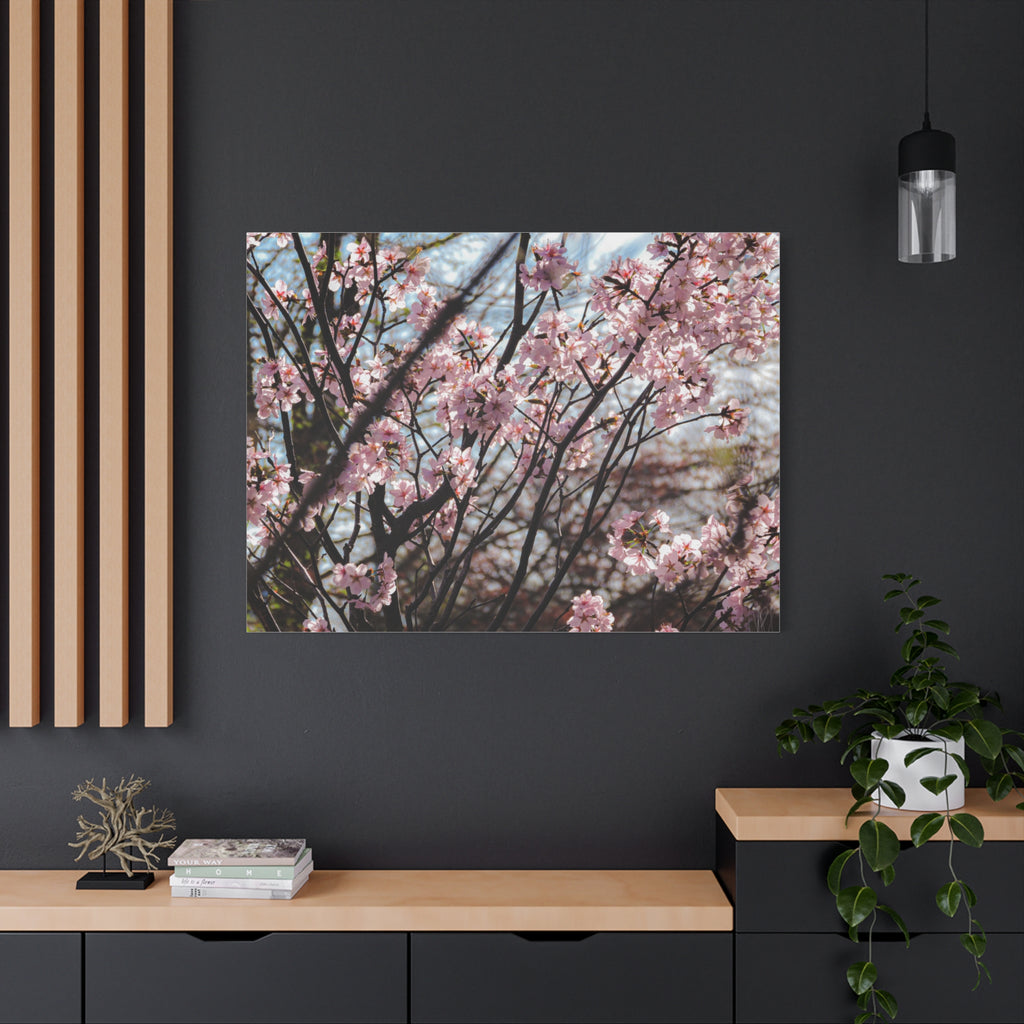 Cherry Blossom Canvas Print — Matte Stretched Wall Art