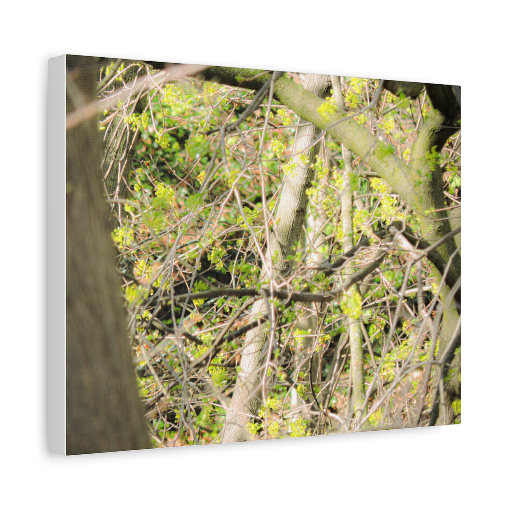 Spring Woodland Canvas Print — Green Tree Branches Matte Stretched Wall Art