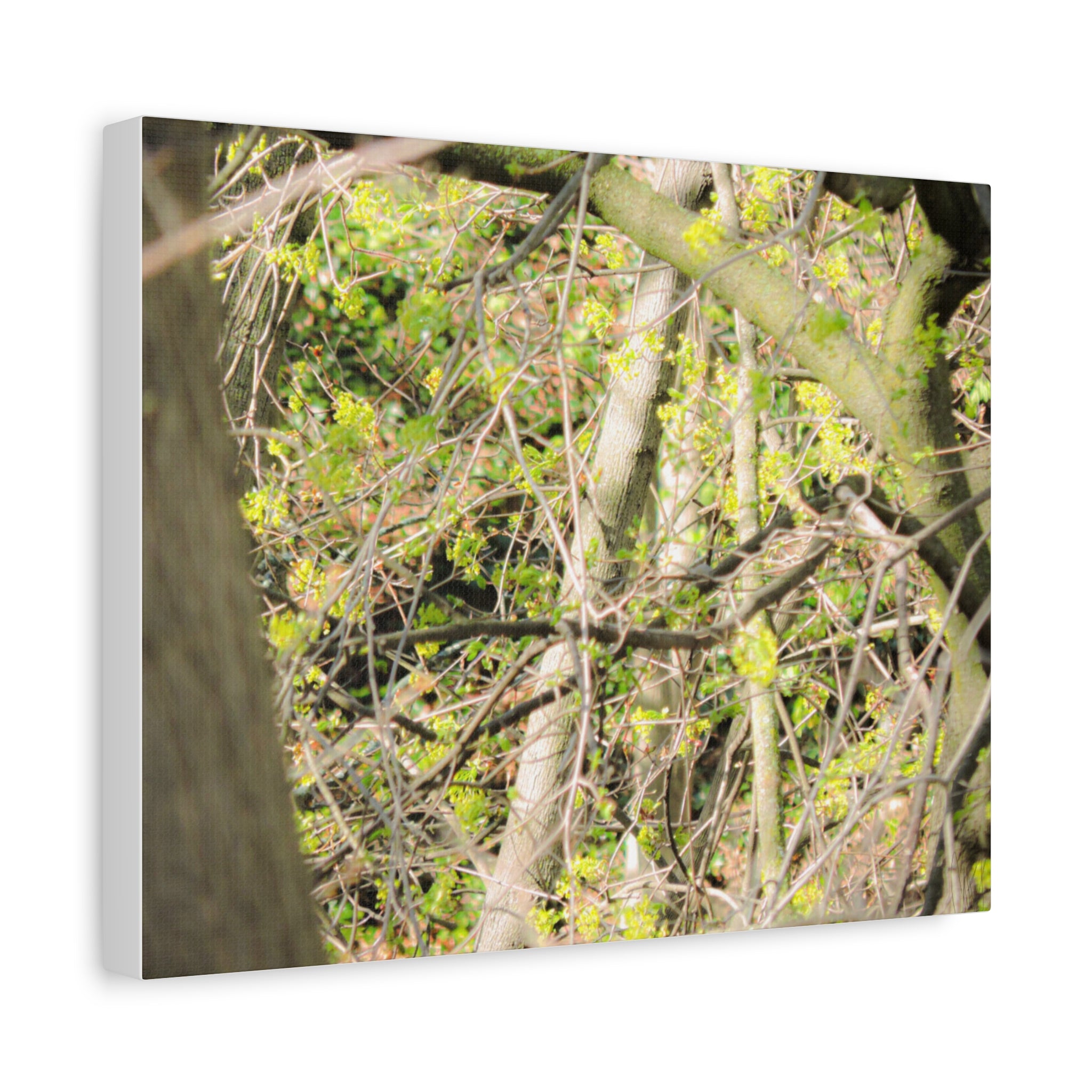 Spring Woodland Canvas Print — Green Tree Branches Matte Stretched Wall Art