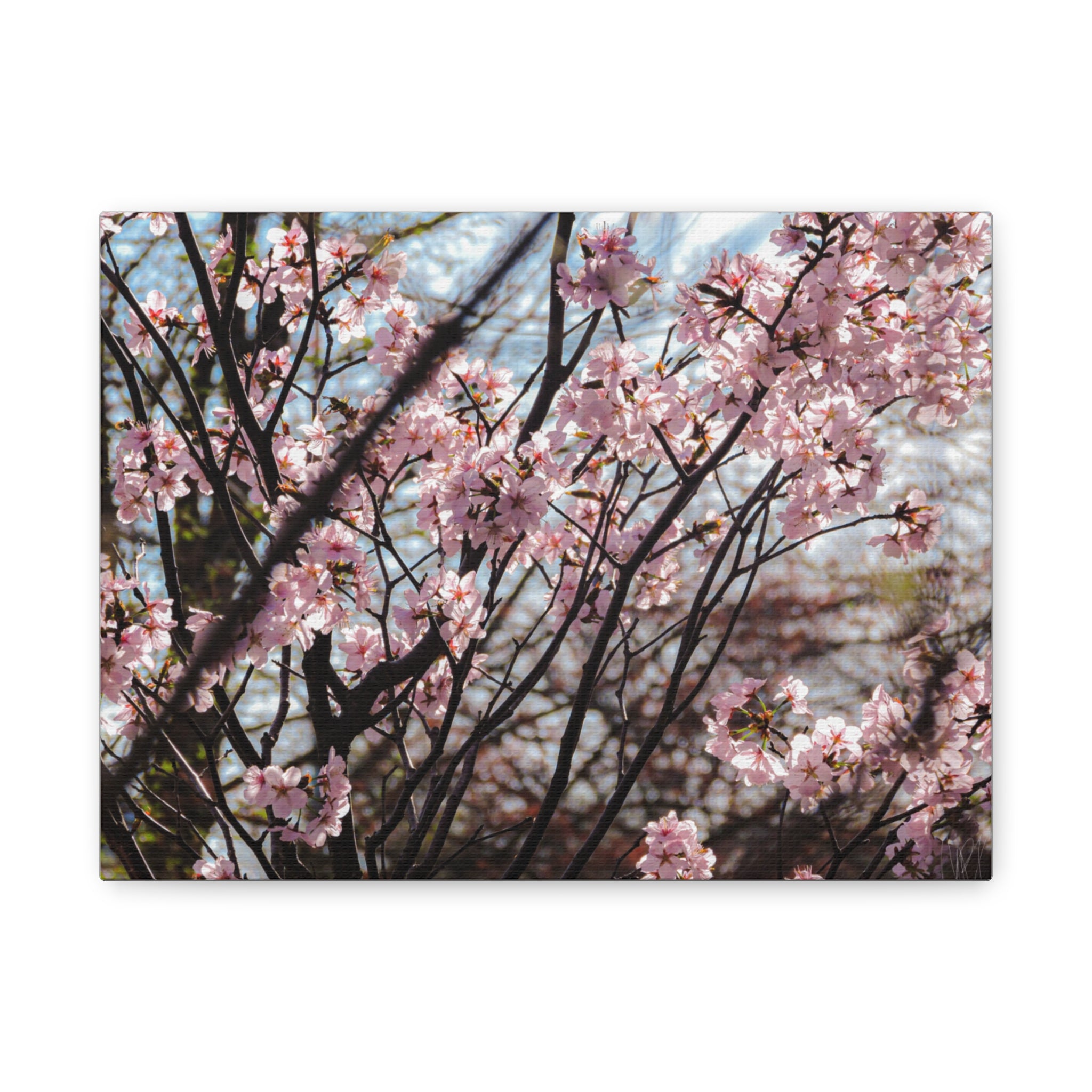 Cherry Blossom Canvas Print — Matte Stretched Wall Art