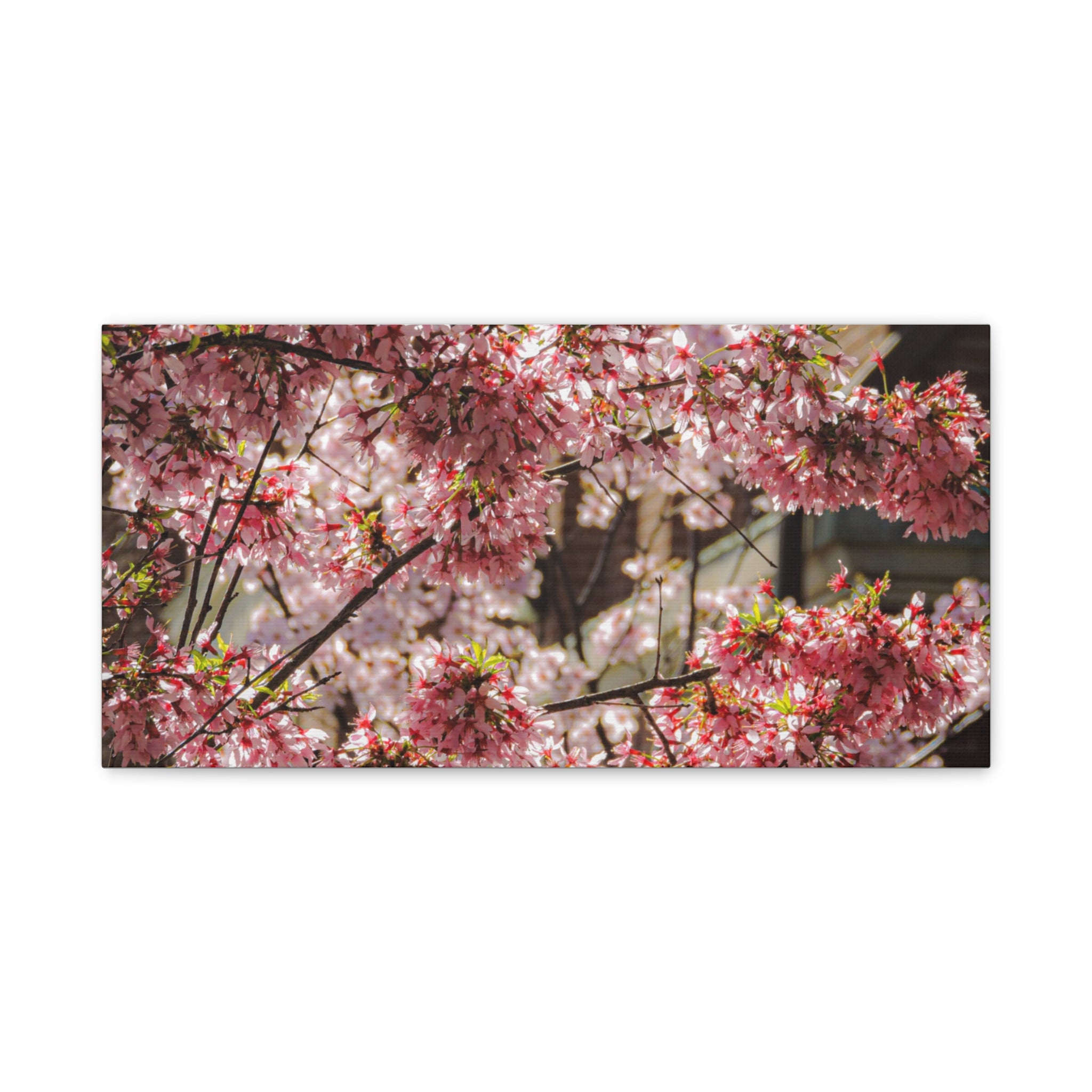 Pink Cherry Blossom Canvas Wall Art — Stretched Matte Floral Print
