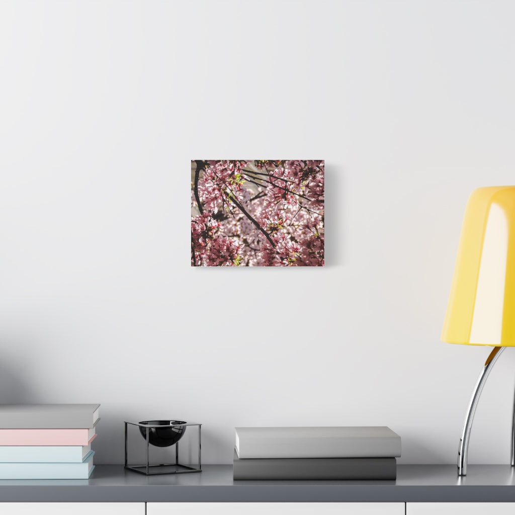 Blossom Cherry Tree Canvas Print – Matte Stretched Wall Art