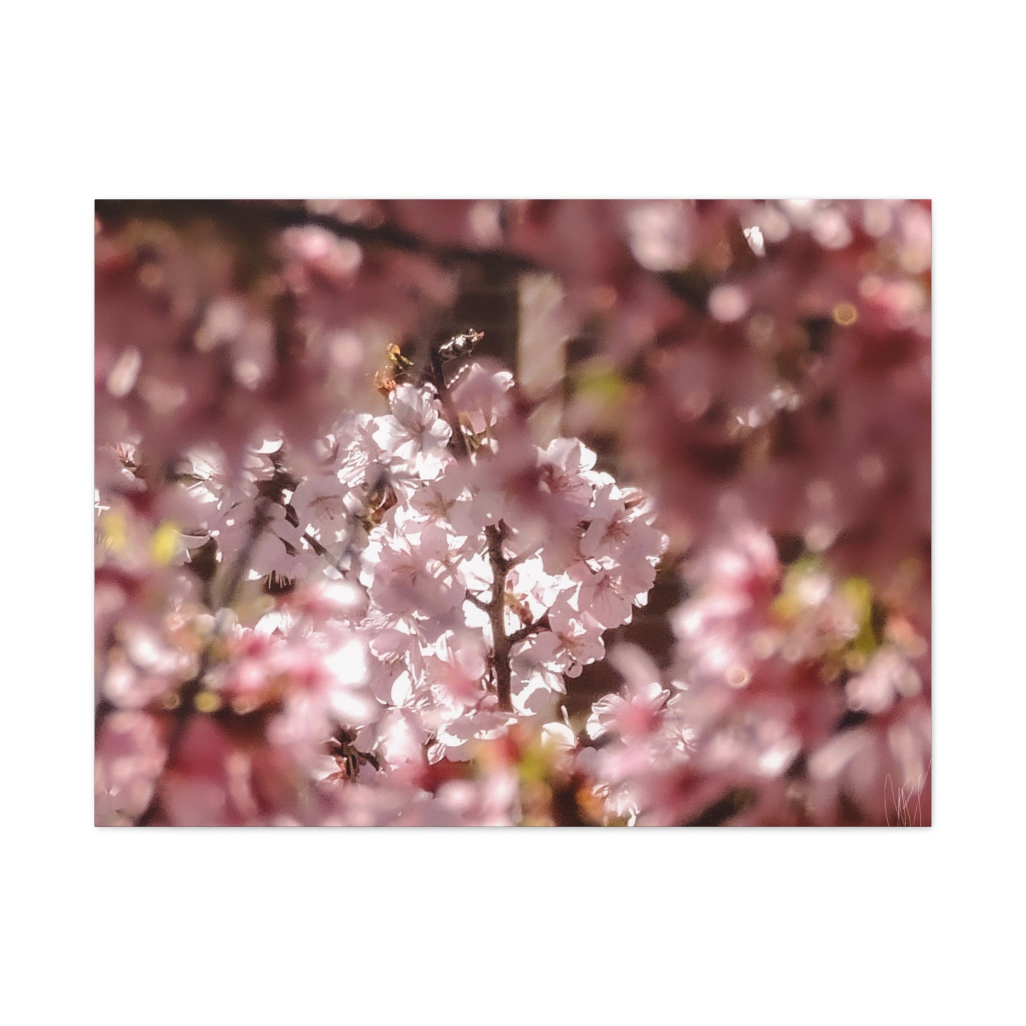 Blush Cherry Blossom Matte Canvas Print — Spring Floral Wall Art (Stretched 1.25")
