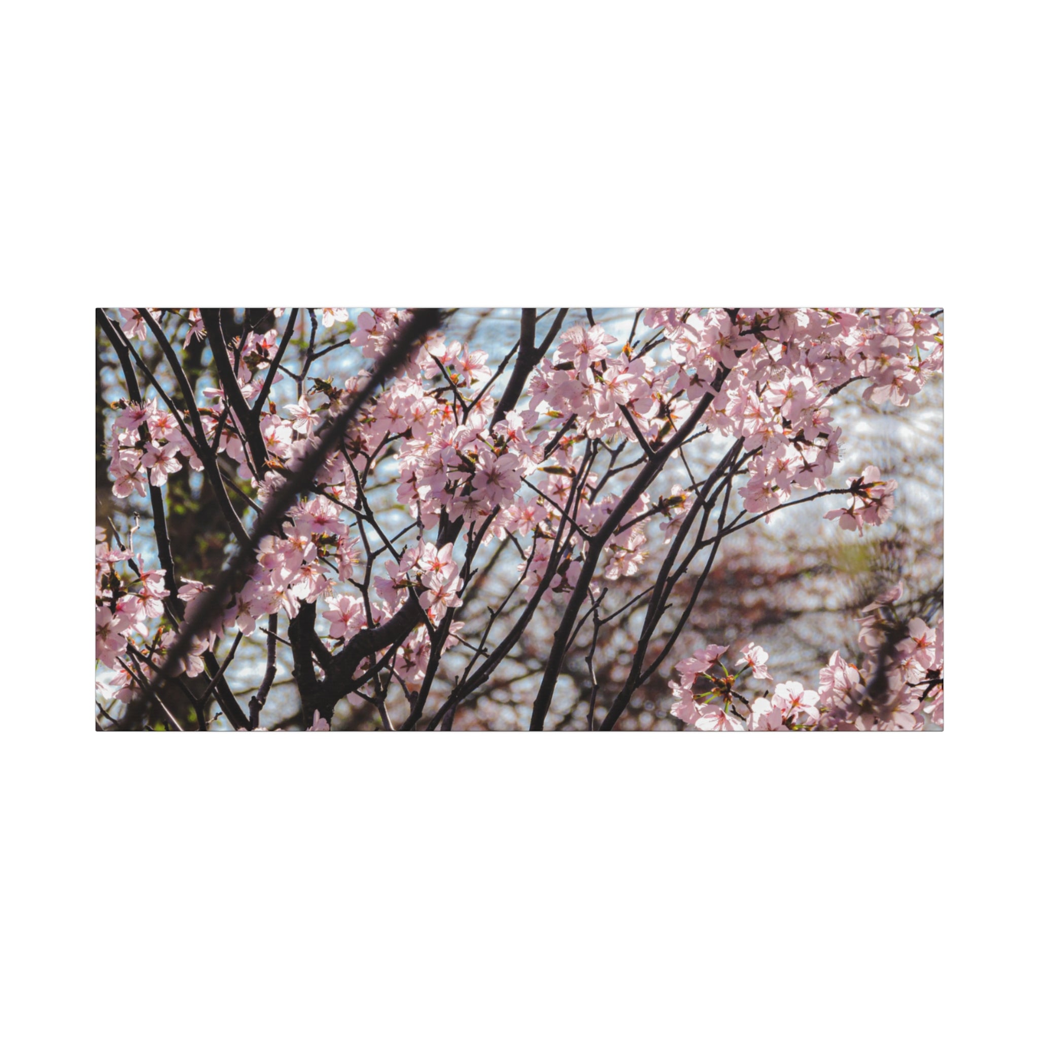Cherry Blossom Canvas Print — Matte Stretched Wall Art