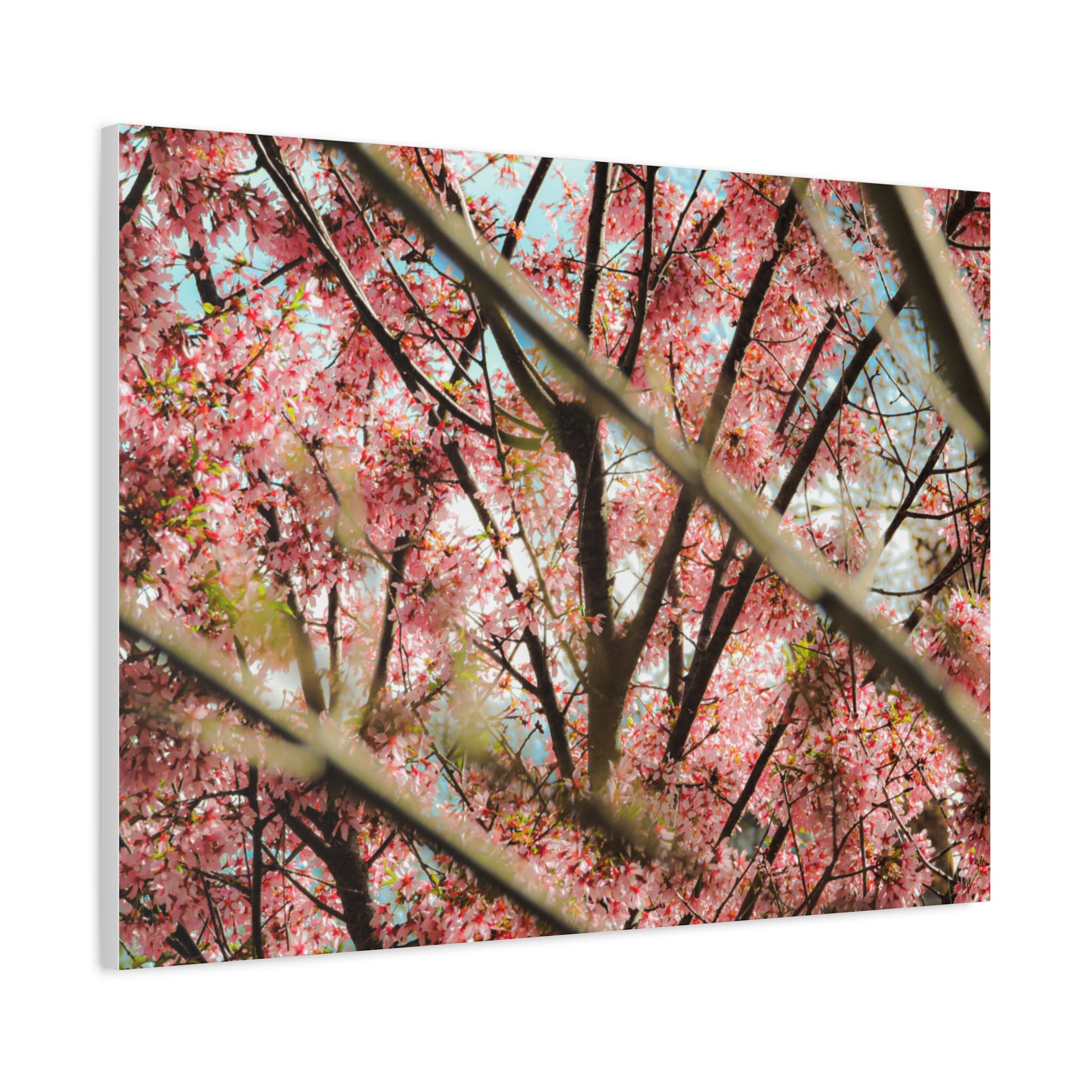Cherry Blossom Photo Canvas Print | Brookline Spring Wall Art | A‑G Originals