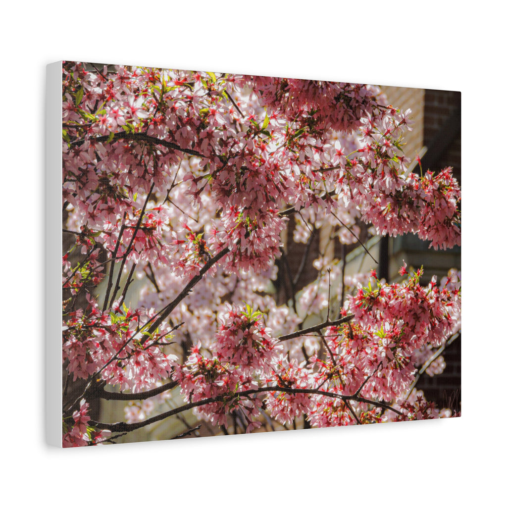 Pink Cherry Blossom Canvas Wall Art — Stretched Matte Floral Print