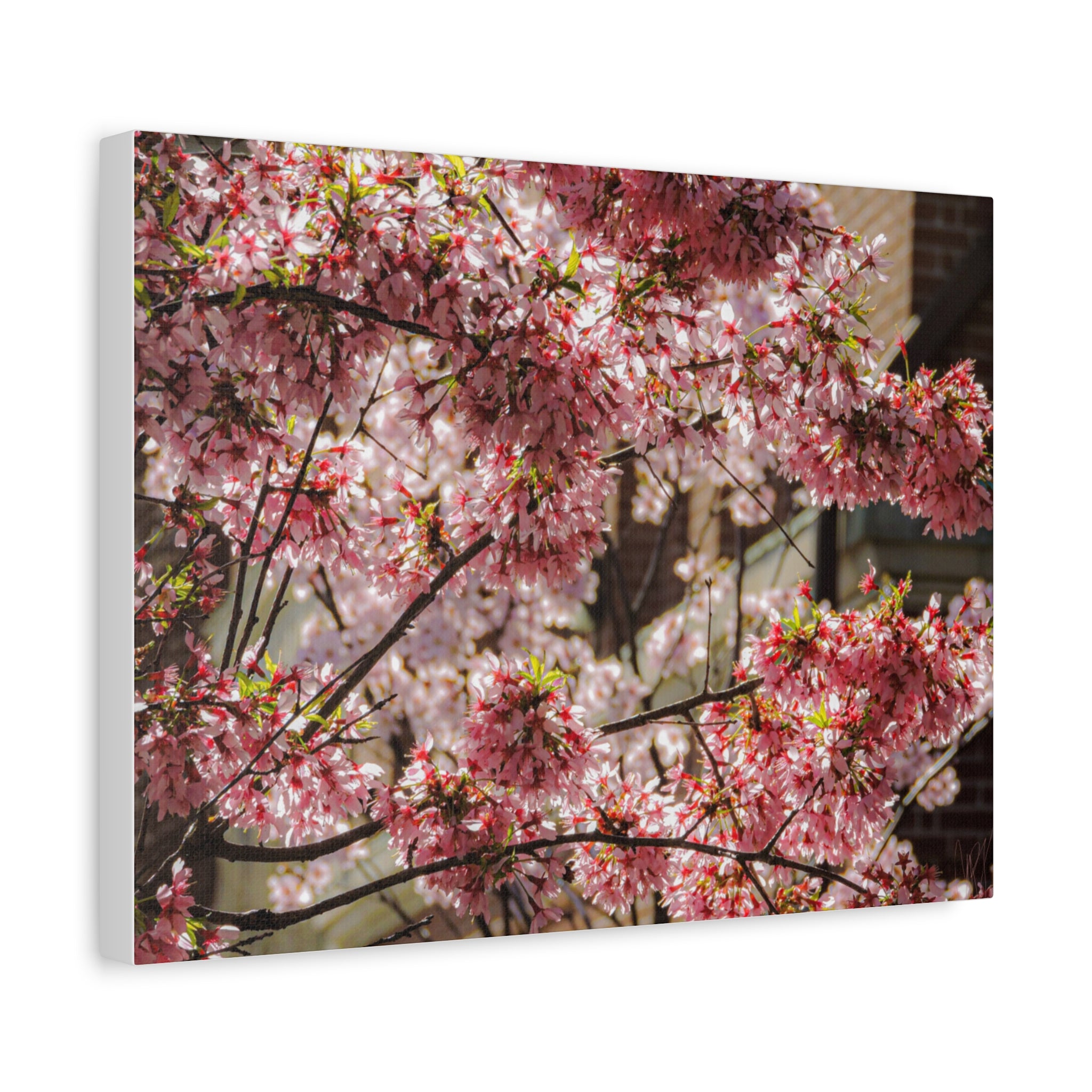 Pink Cherry Blossom Canvas Wall Art — Stretched Matte Floral Print
