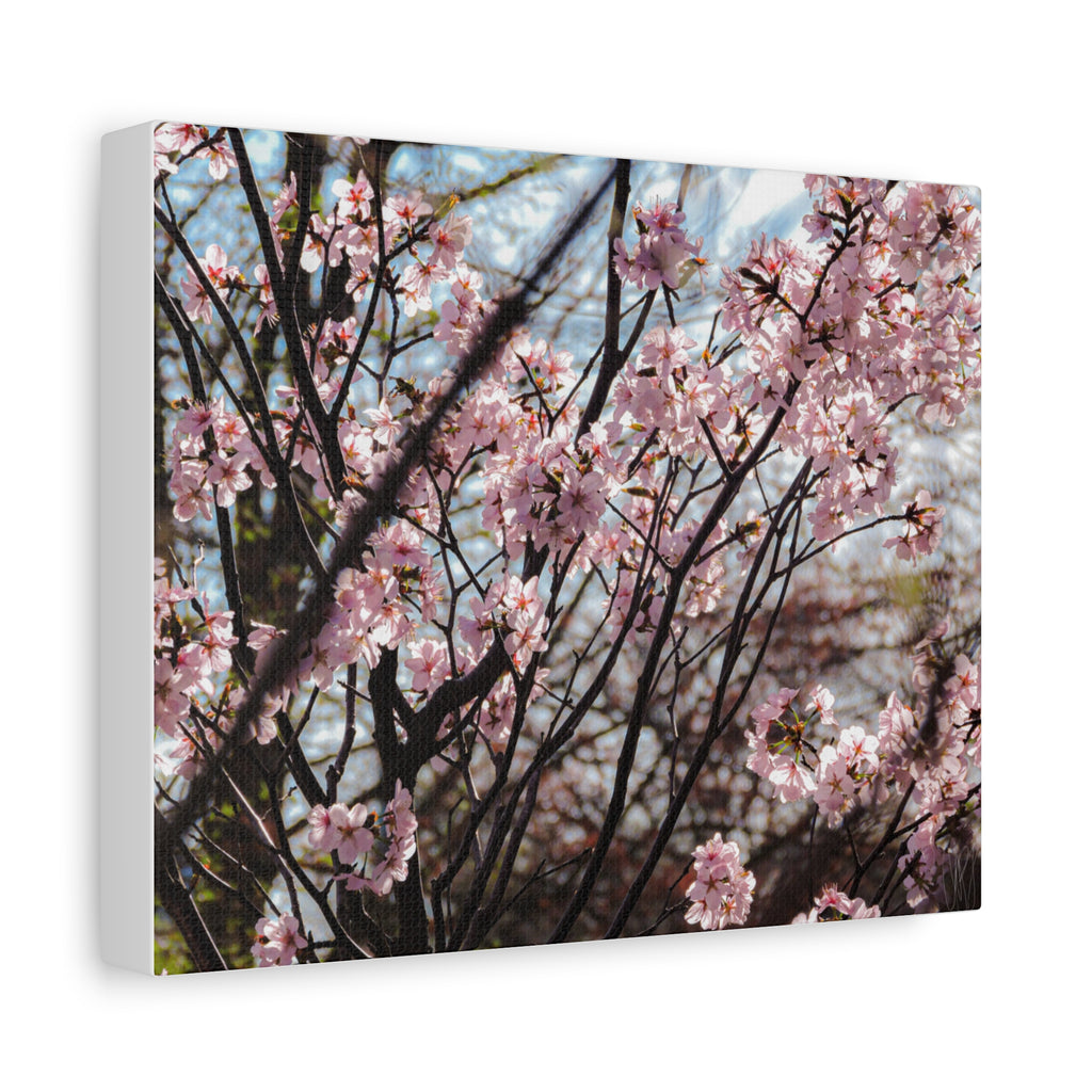 Cherry Blossom Canvas Print — Matte Stretched Wall Art