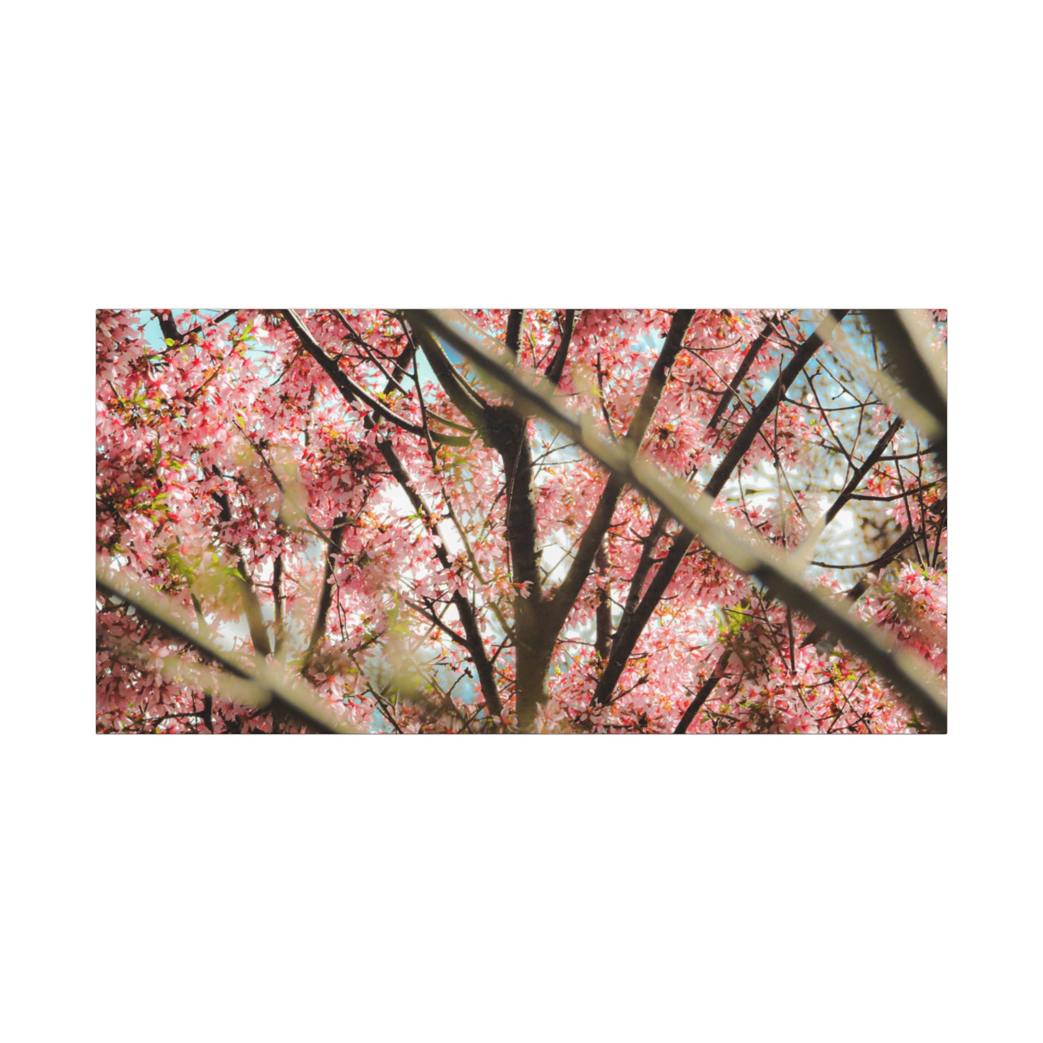 Cherry Blossom Photo Canvas Print | Brookline Spring Wall Art | A‑G Originals