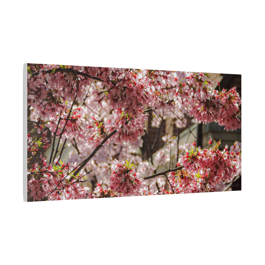Pink Cherry Blossom Canvas Wall Art — Stretched Matte Floral Print