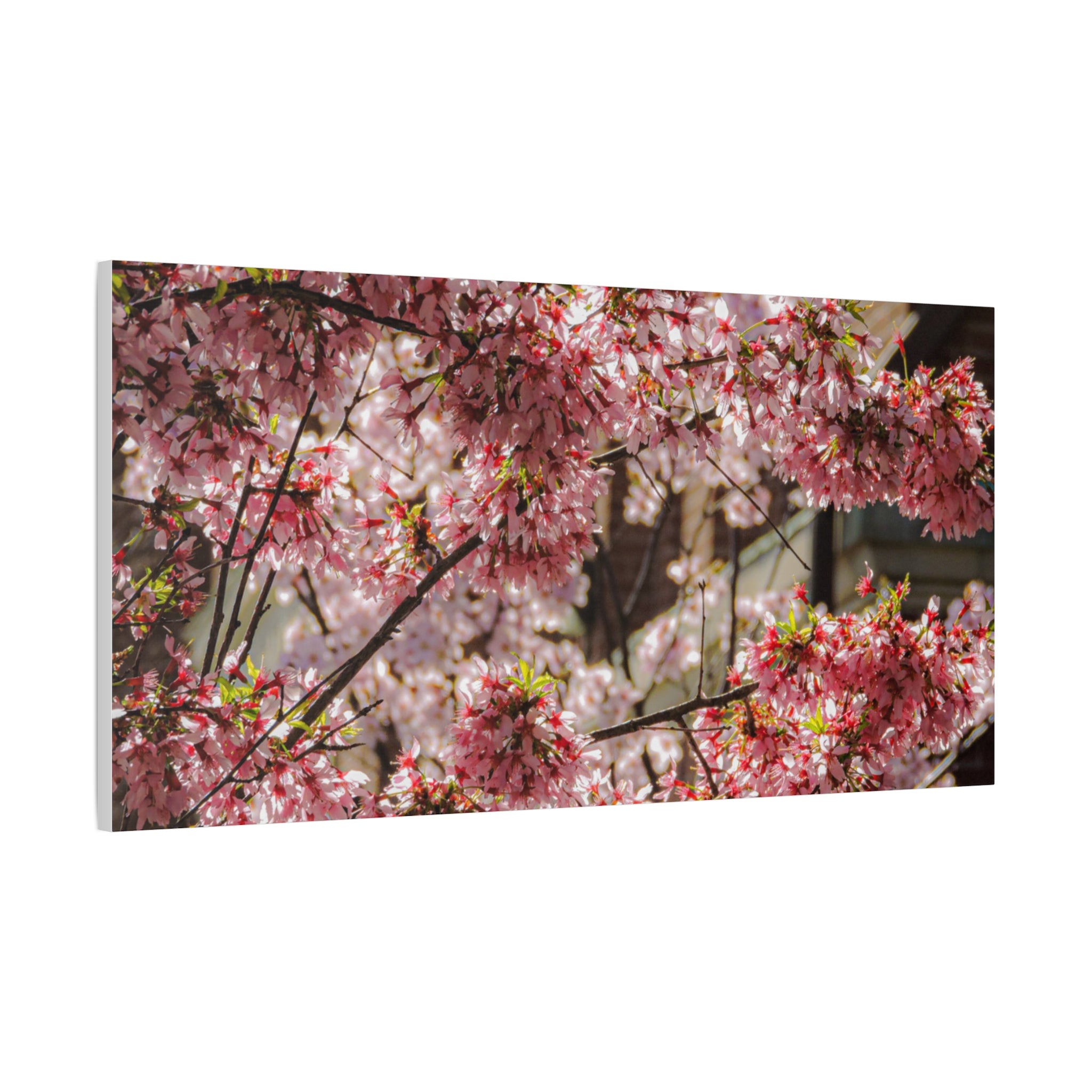 Pink Cherry Blossom Canvas Wall Art — Stretched Matte Floral Print