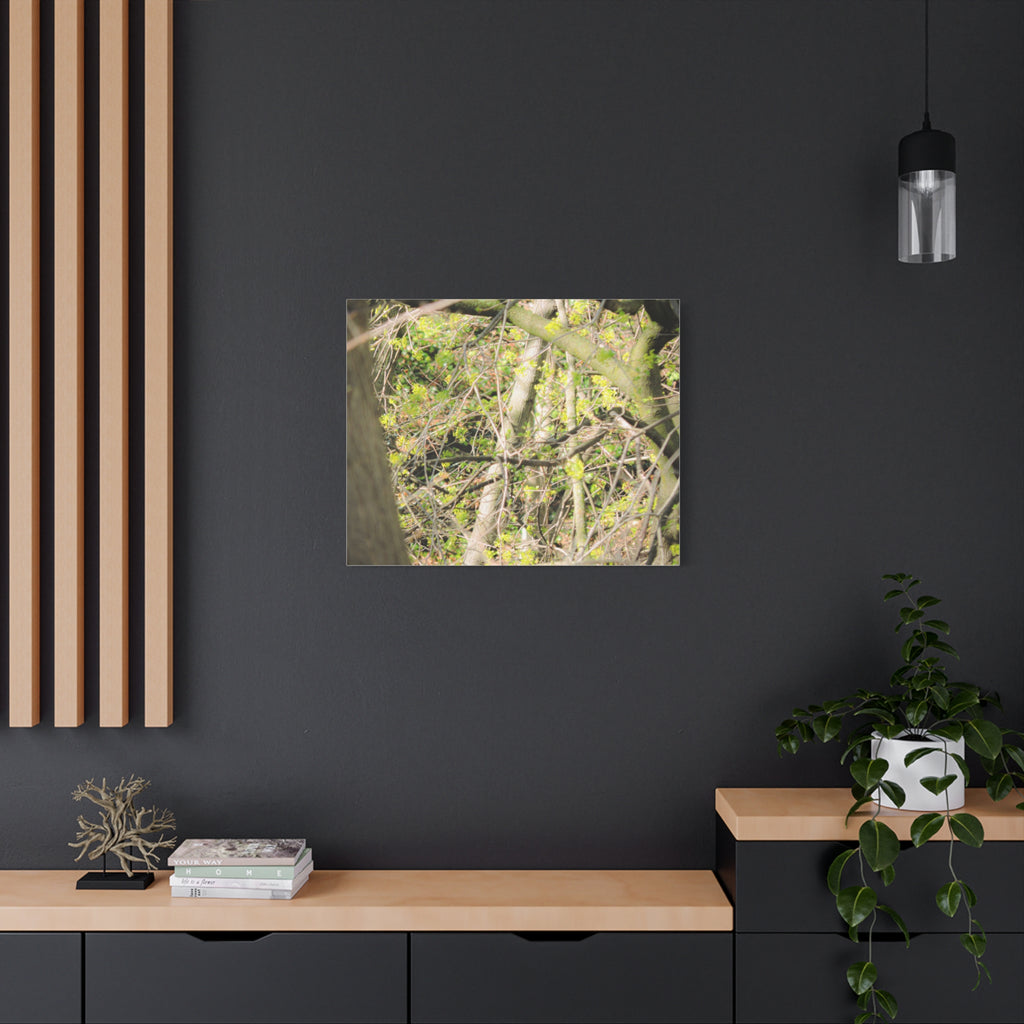 Spring Woodland Canvas Print — Green Tree Branches Matte Stretched Wall Art
