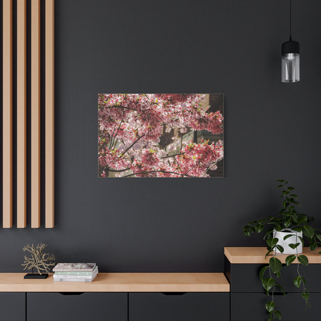 Pink Cherry Blossom Canvas Wall Art — Stretched Matte Floral Print