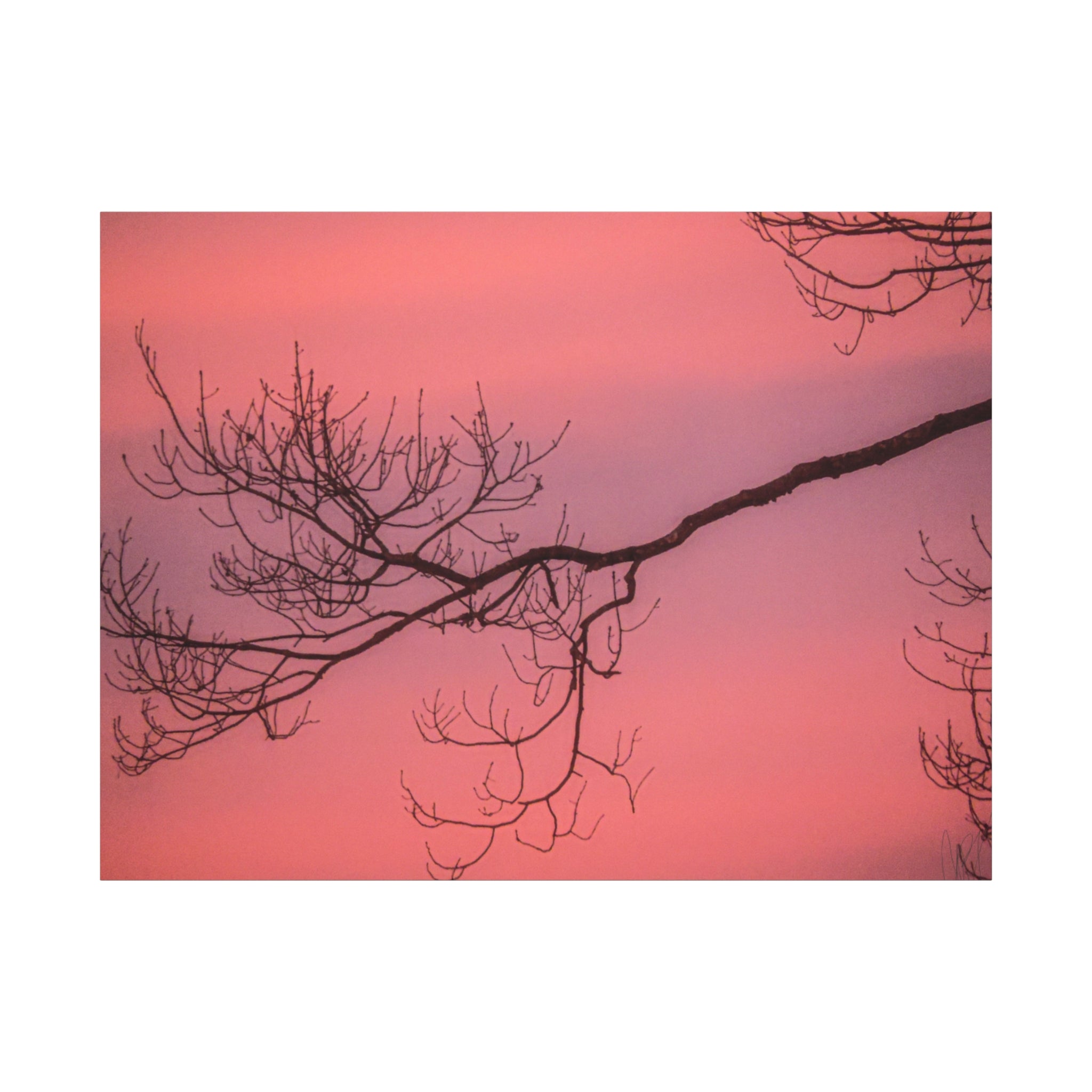 Pink Sunset Tree Canvas Print — Matte Stretched Wall Art