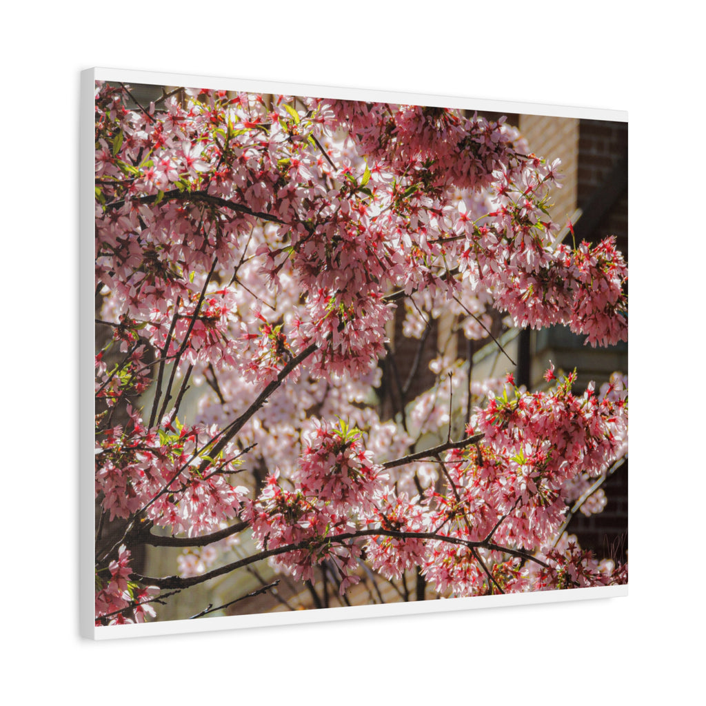 Pink Cherry Blossom Canvas Wall Art — Stretched Matte Floral Print