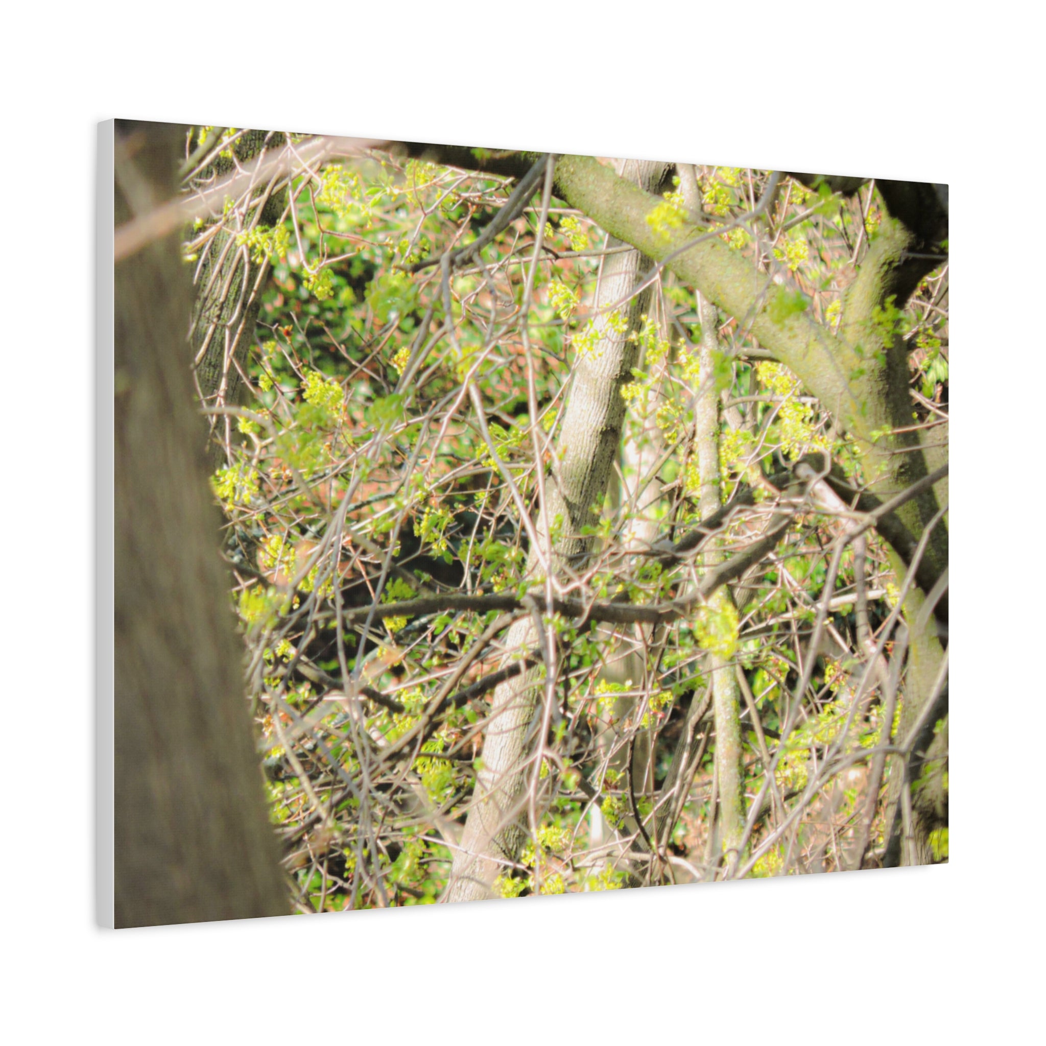 Spring Woodland Canvas Print — Green Tree Branches Matte Stretched Wall Art