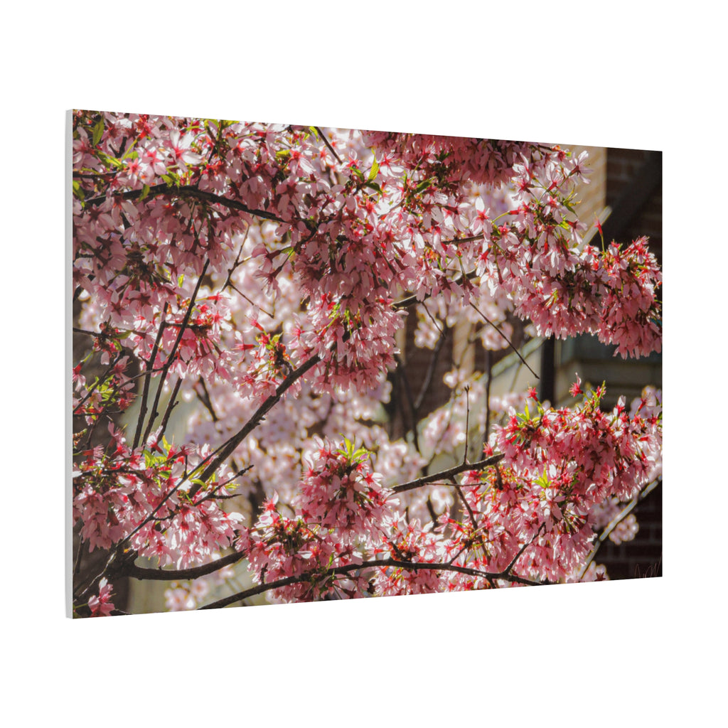 Pink Cherry Blossom Canvas Wall Art — Stretched Matte Floral Print