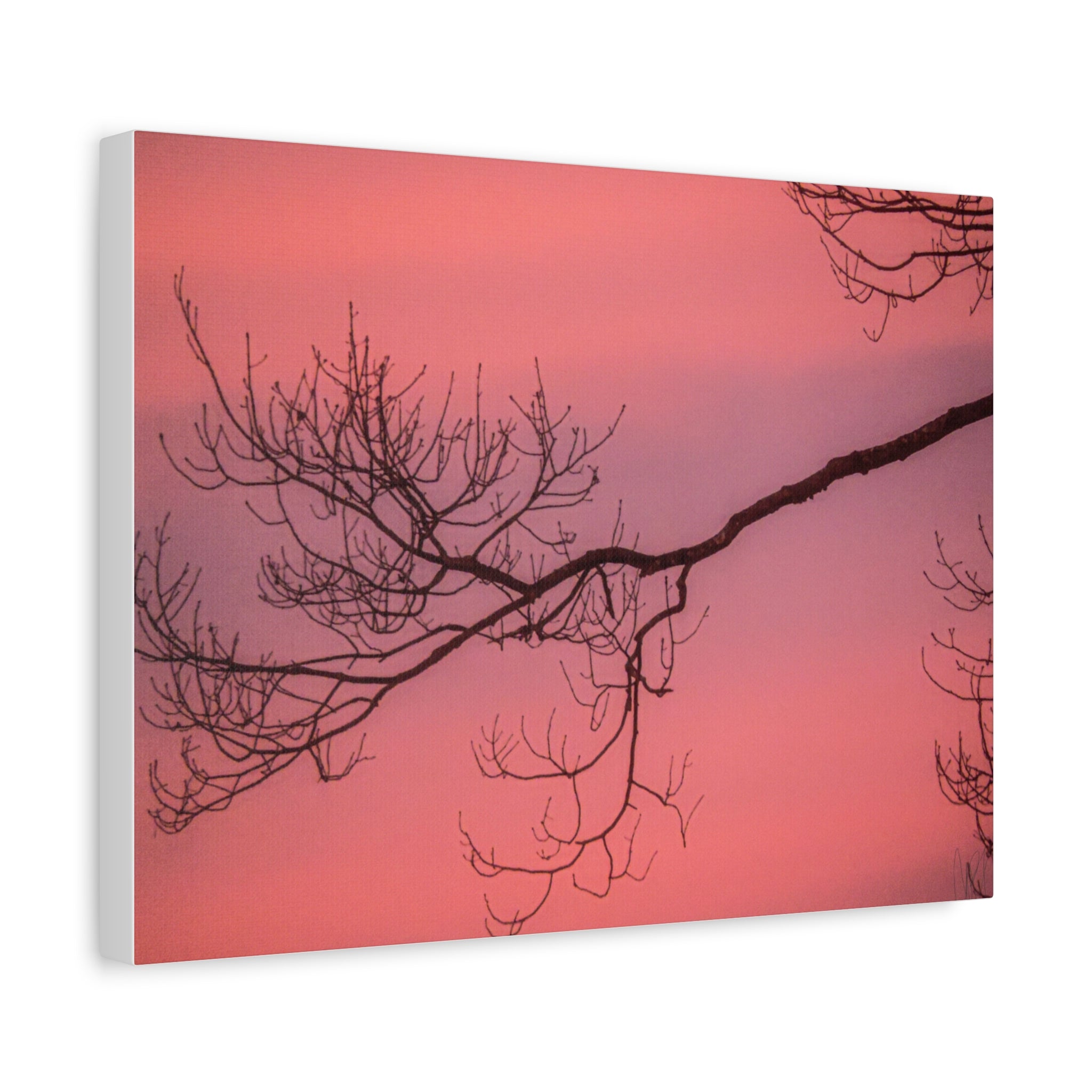 Pink Sunset Tree Canvas Print — Matte Stretched Wall Art