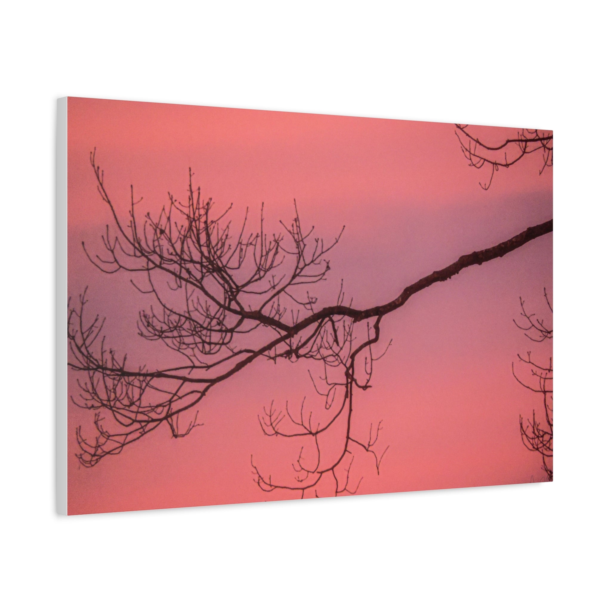 Pink Sunset Tree Canvas Print — Matte Stretched Wall Art