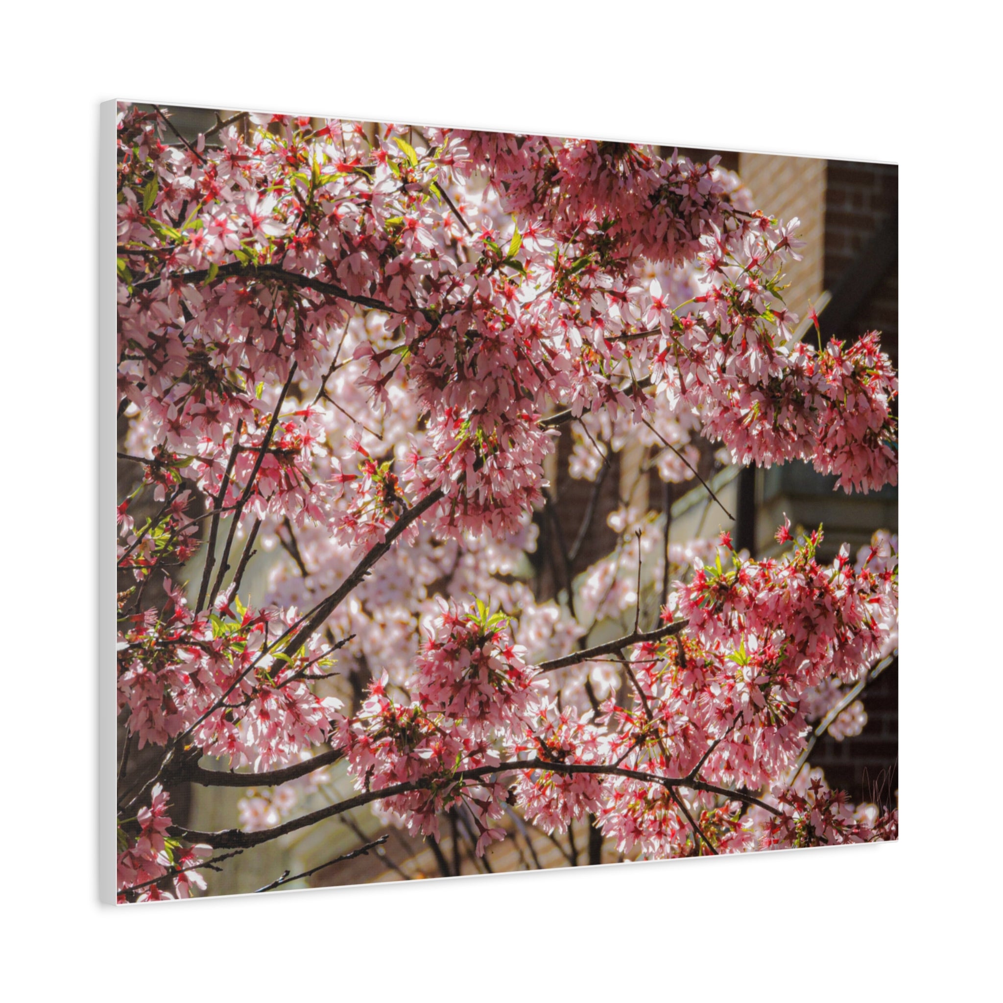 Pink Cherry Blossom Canvas Wall Art — Stretched Matte Floral Print
