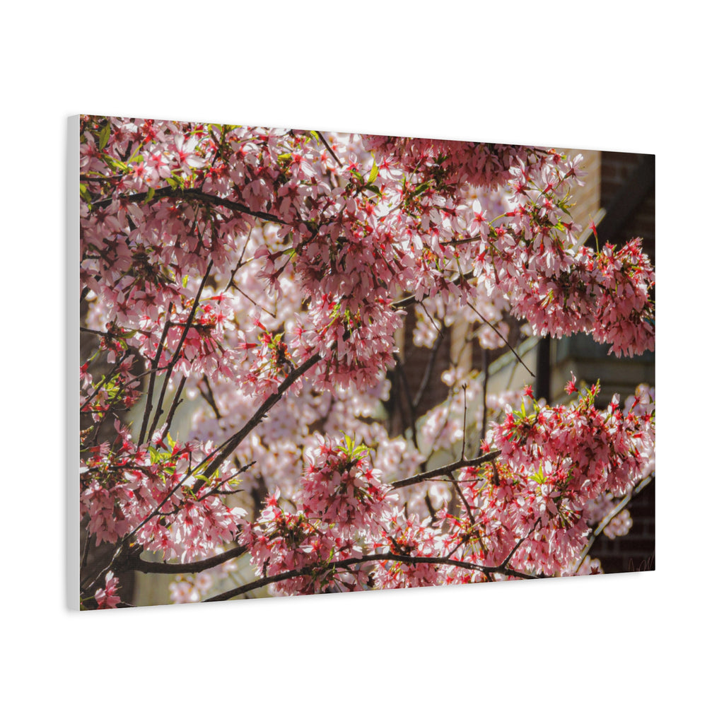 Pink Cherry Blossom Canvas Wall Art — Stretched Matte Floral Print