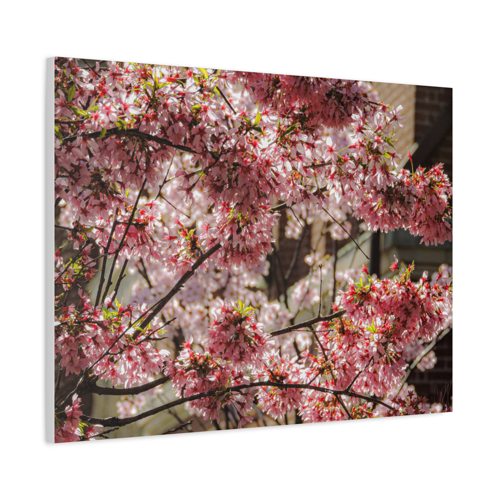 Pink Cherry Blossom Canvas Wall Art — Stretched Matte Floral Print