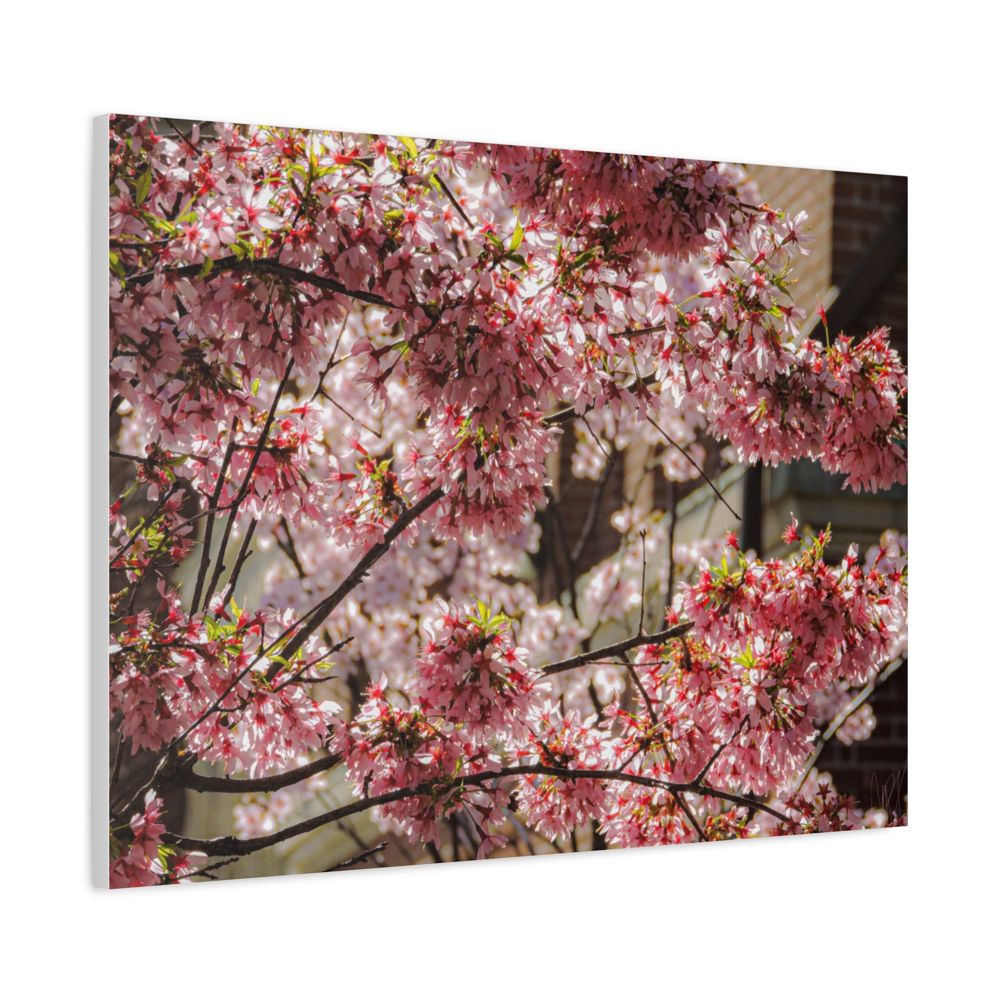 Pink Cherry Blossom Canvas Wall Art — Stretched Matte Floral Print