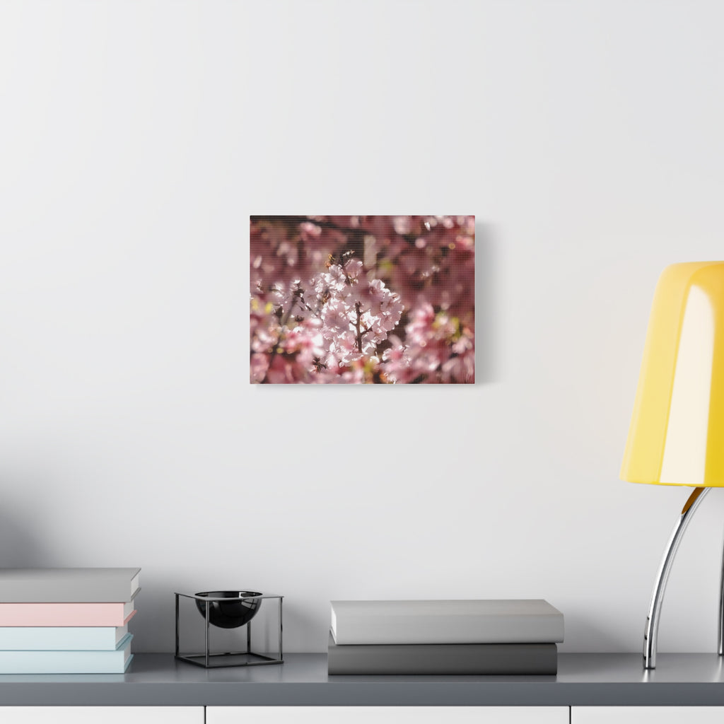 Blush Cherry Blossom Matte Canvas Print — Spring Floral Wall Art (Stretched 1.25")
