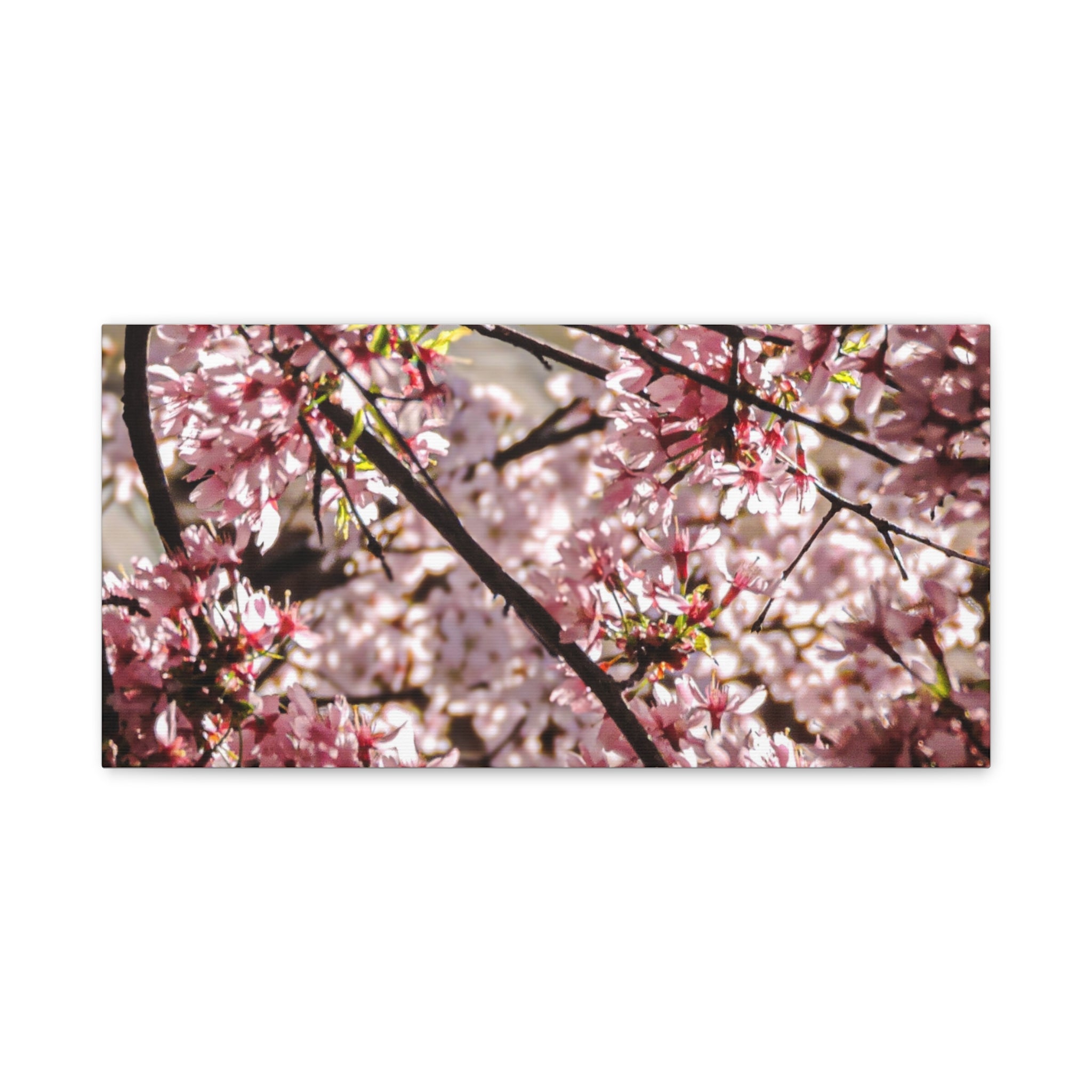 Blossom Cherry Tree Canvas Print – Matte Stretched Wall Art