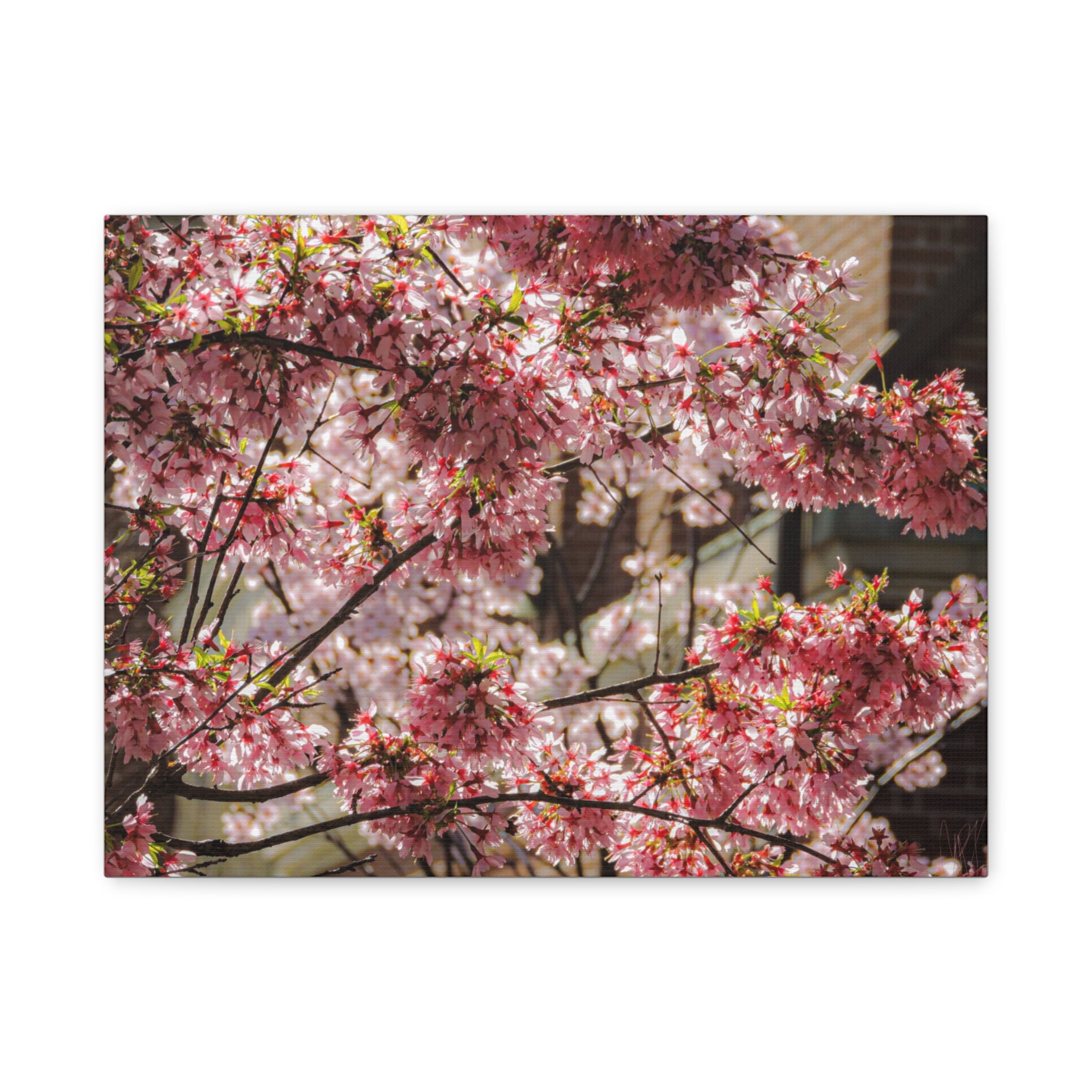 Pink Cherry Blossom Canvas Wall Art — Stretched Matte Floral Print