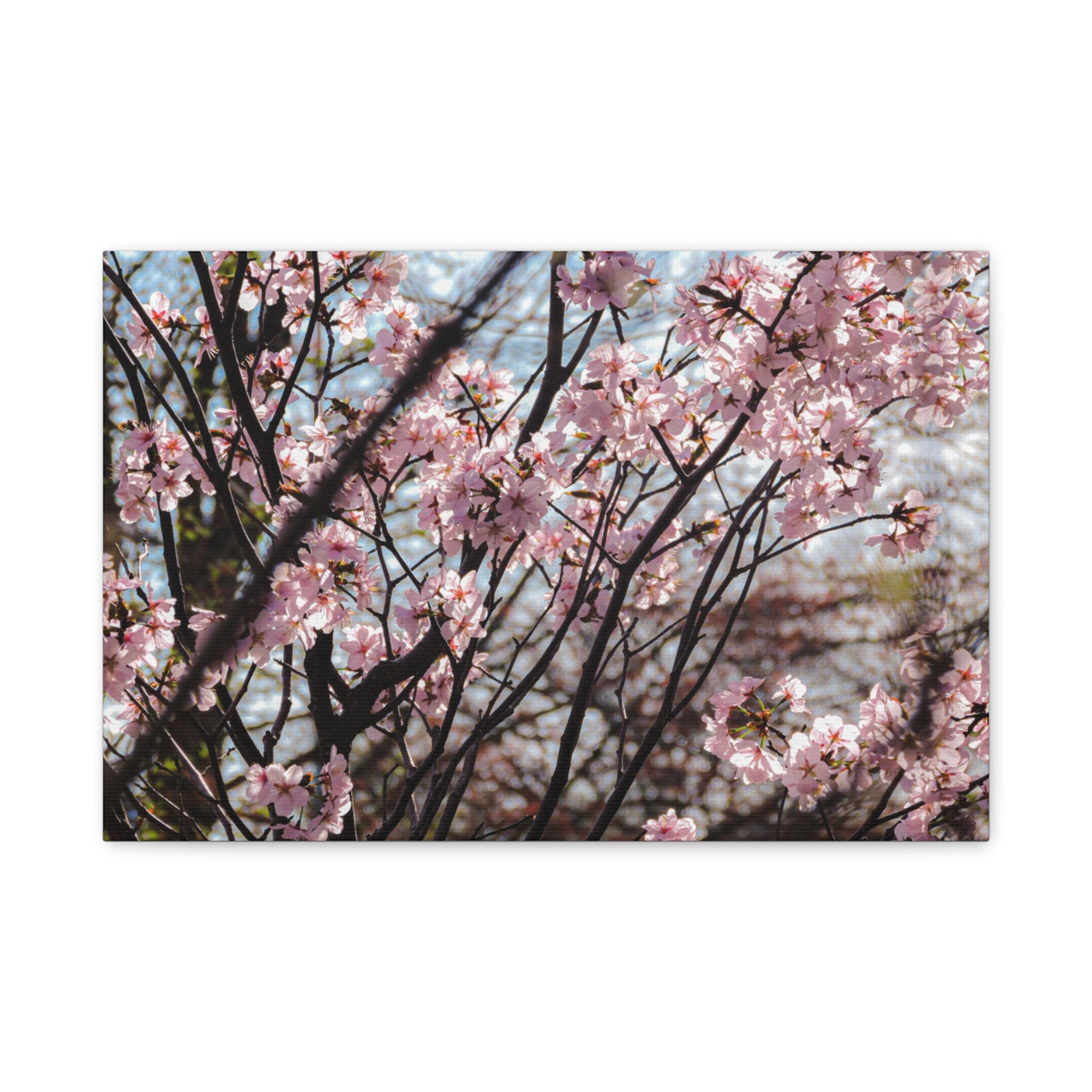Cherry Blossom Canvas Print — Matte Stretched Wall Art