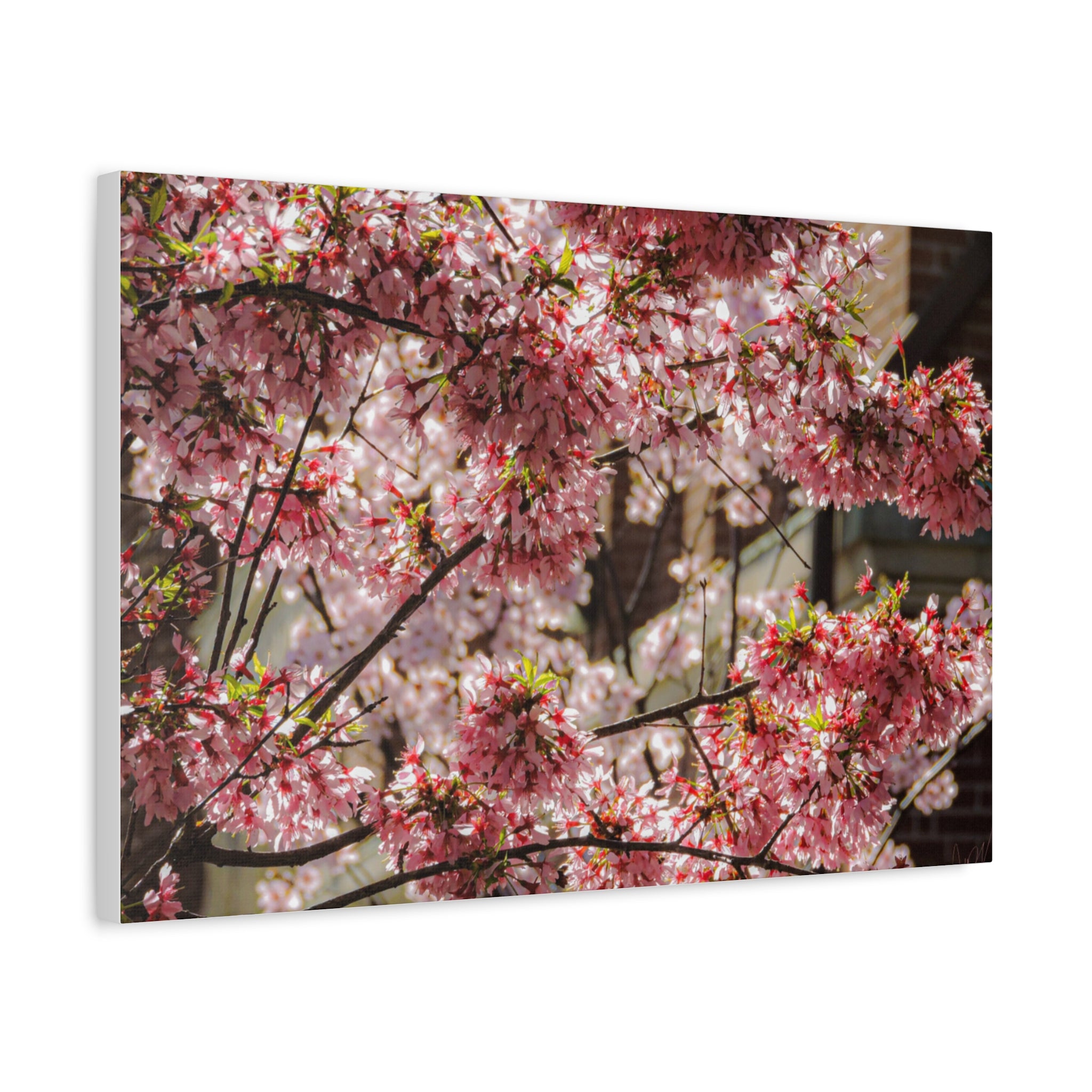 Pink Cherry Blossom Canvas Wall Art — Stretched Matte Floral Print