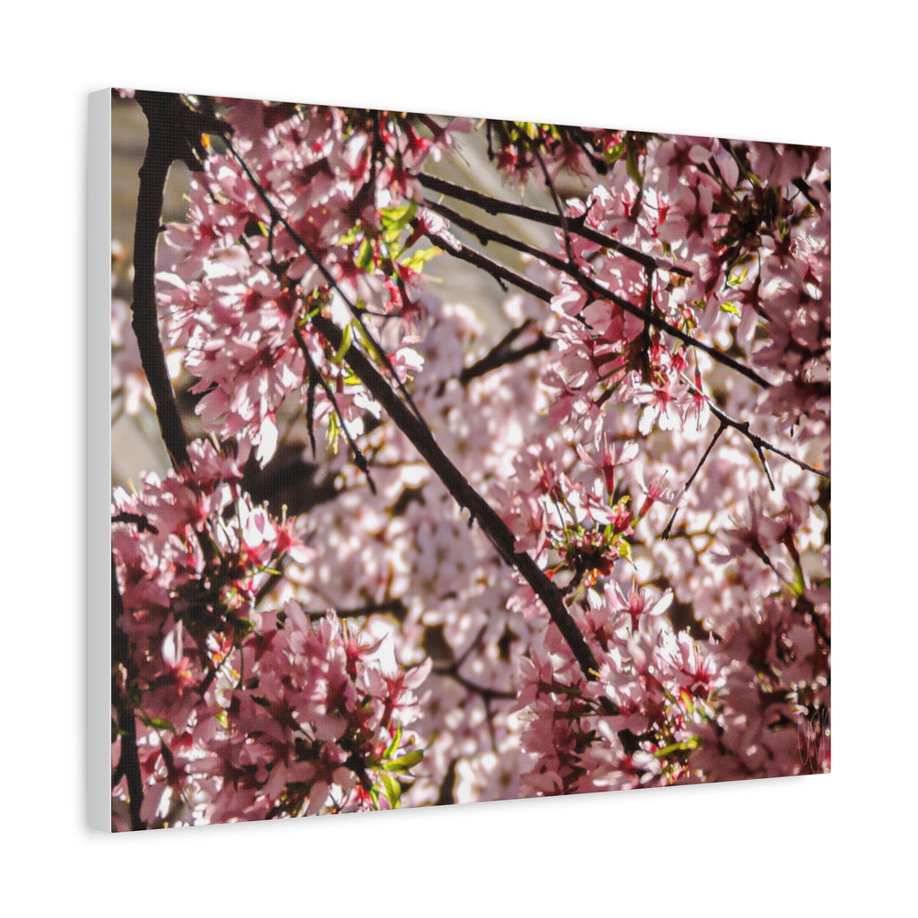 Blossom Cherry Tree Canvas Print – Matte Stretched Wall Art