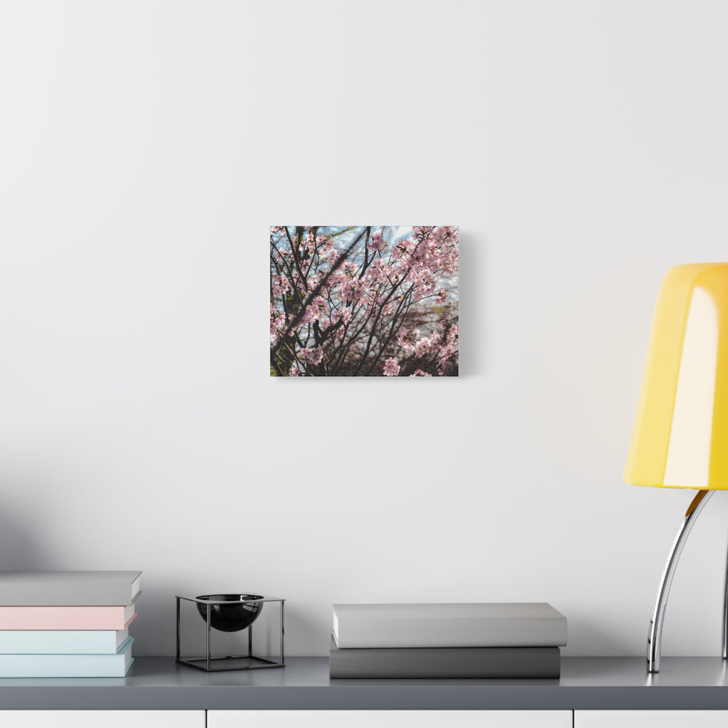Cherry Blossom Canvas Print — Matte Stretched Wall Art
